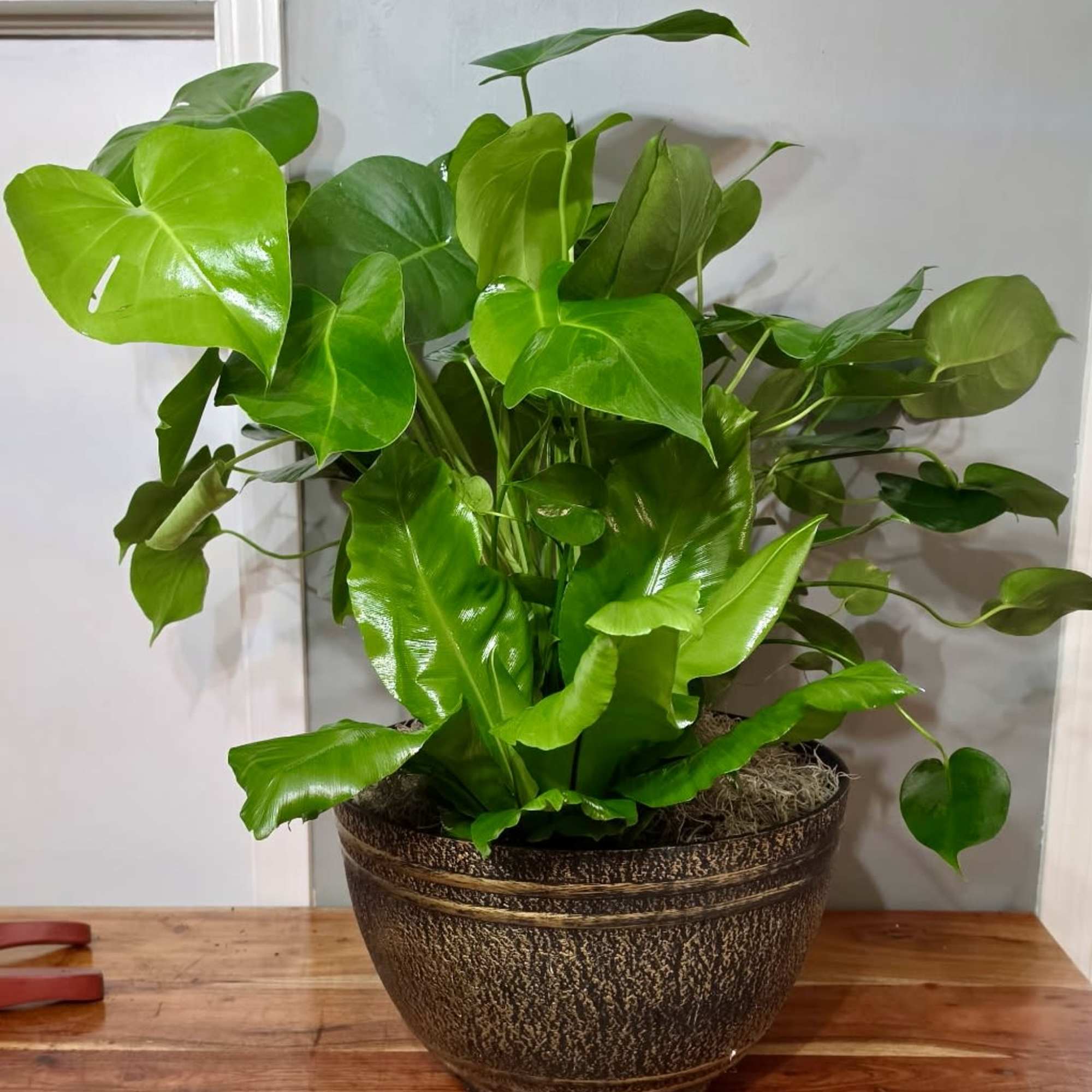 A bold, architectural houseplant pairing perfect for housewarming, thank-you, or just-because gifting-the