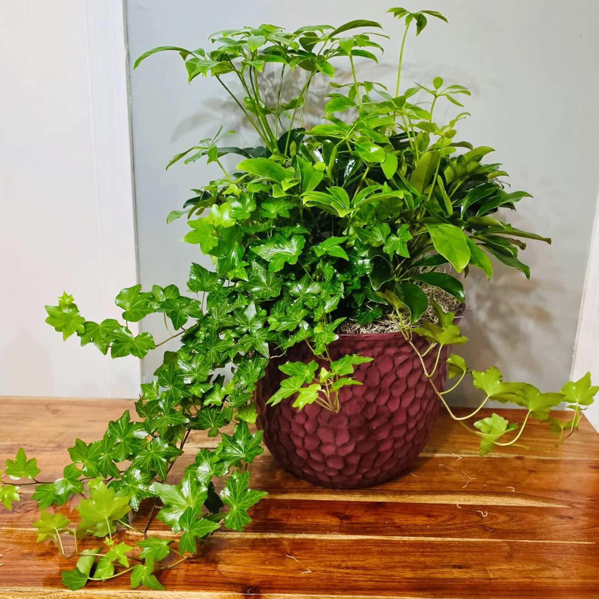 A bold, architectural houseplant pairing perfect for housewarming, thank-you, or just-because gifting-the