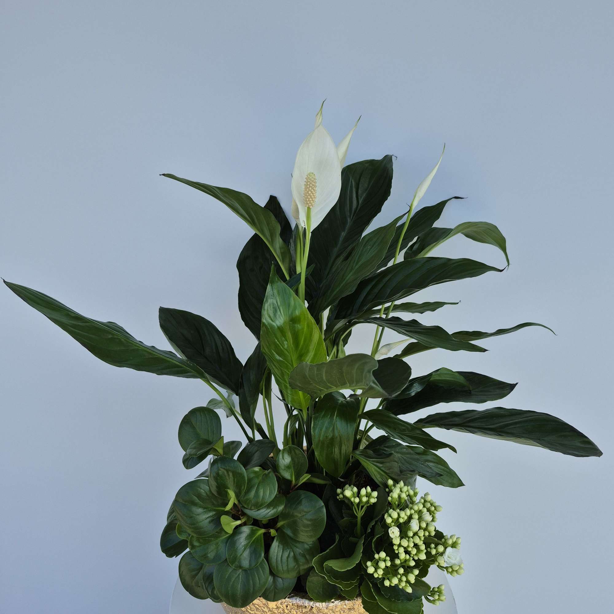 White peace lilies in a gold bowl with lush green foliage