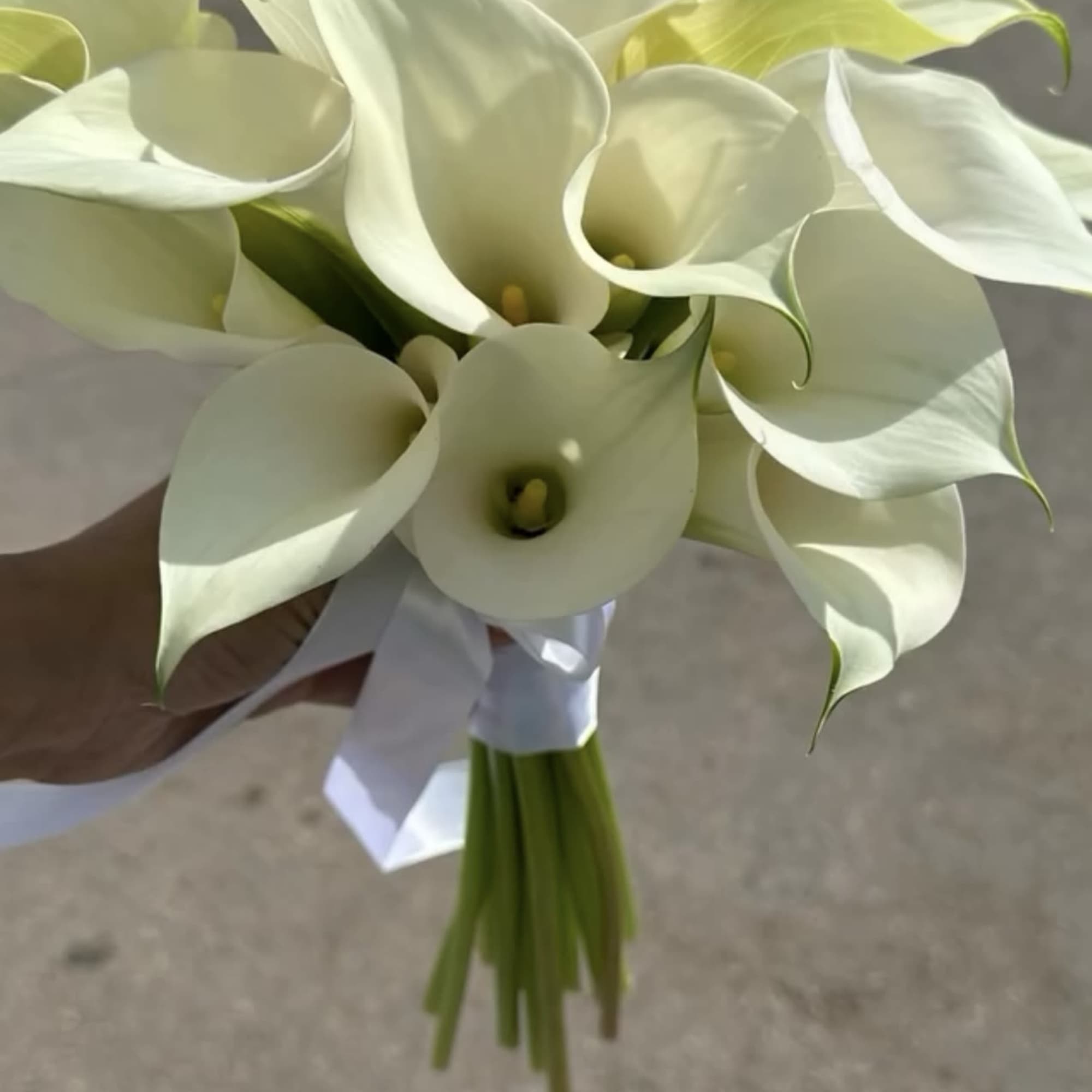 White calla lily bridal bouquet tied with a white ribbon