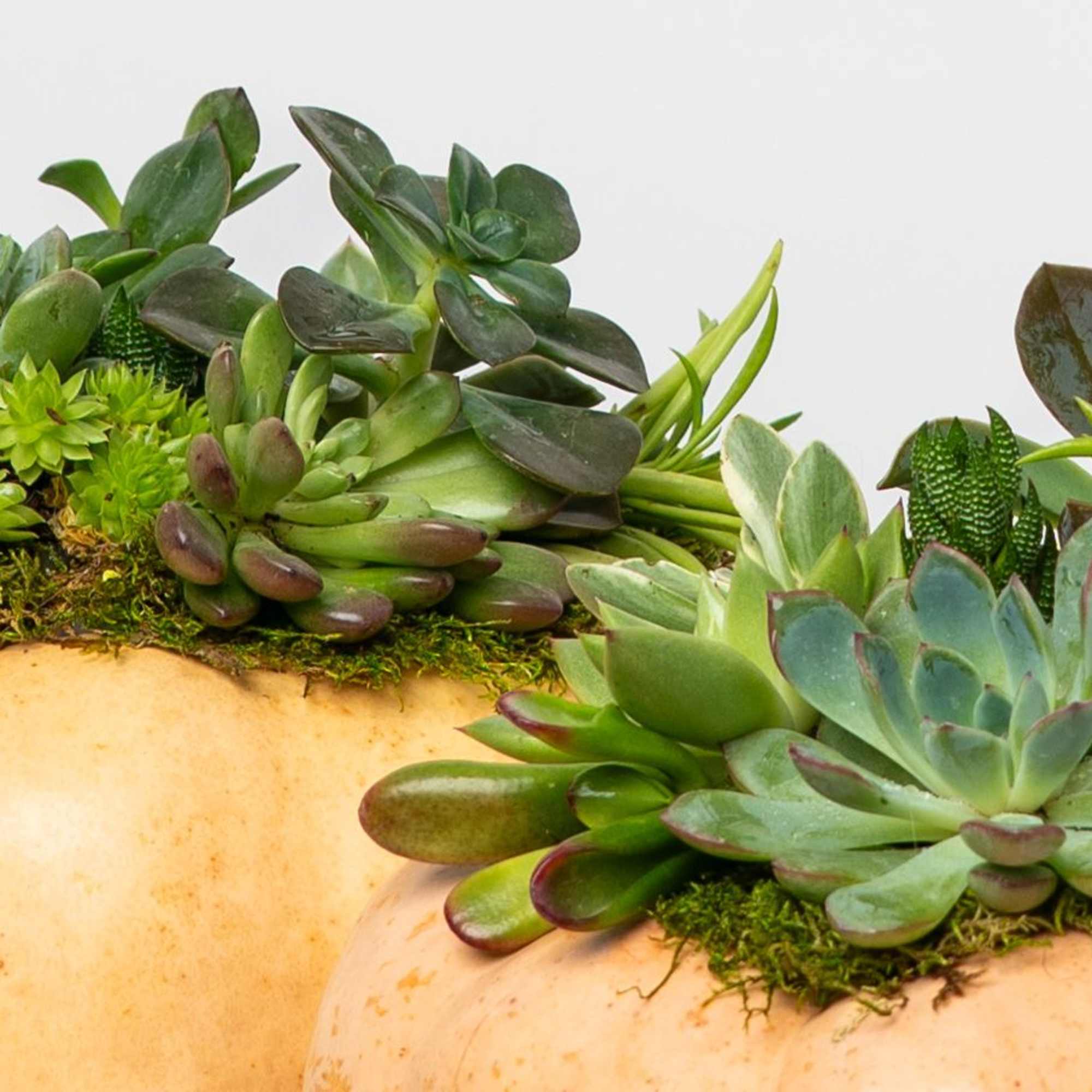 Introducing our Limited Edition hand-assembled succulent pumpkins. These are Locally Grown Ornamental