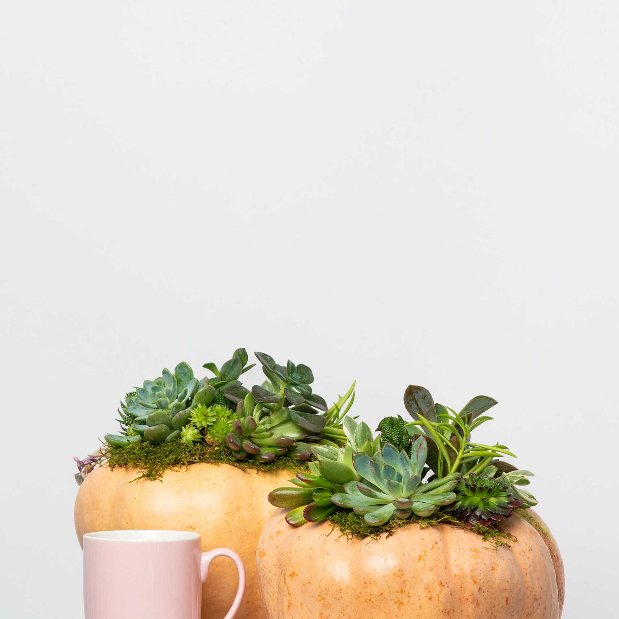 Introducing our Limited Edition hand-assembled succulent pumpkins. These are Locally Grown Ornamental