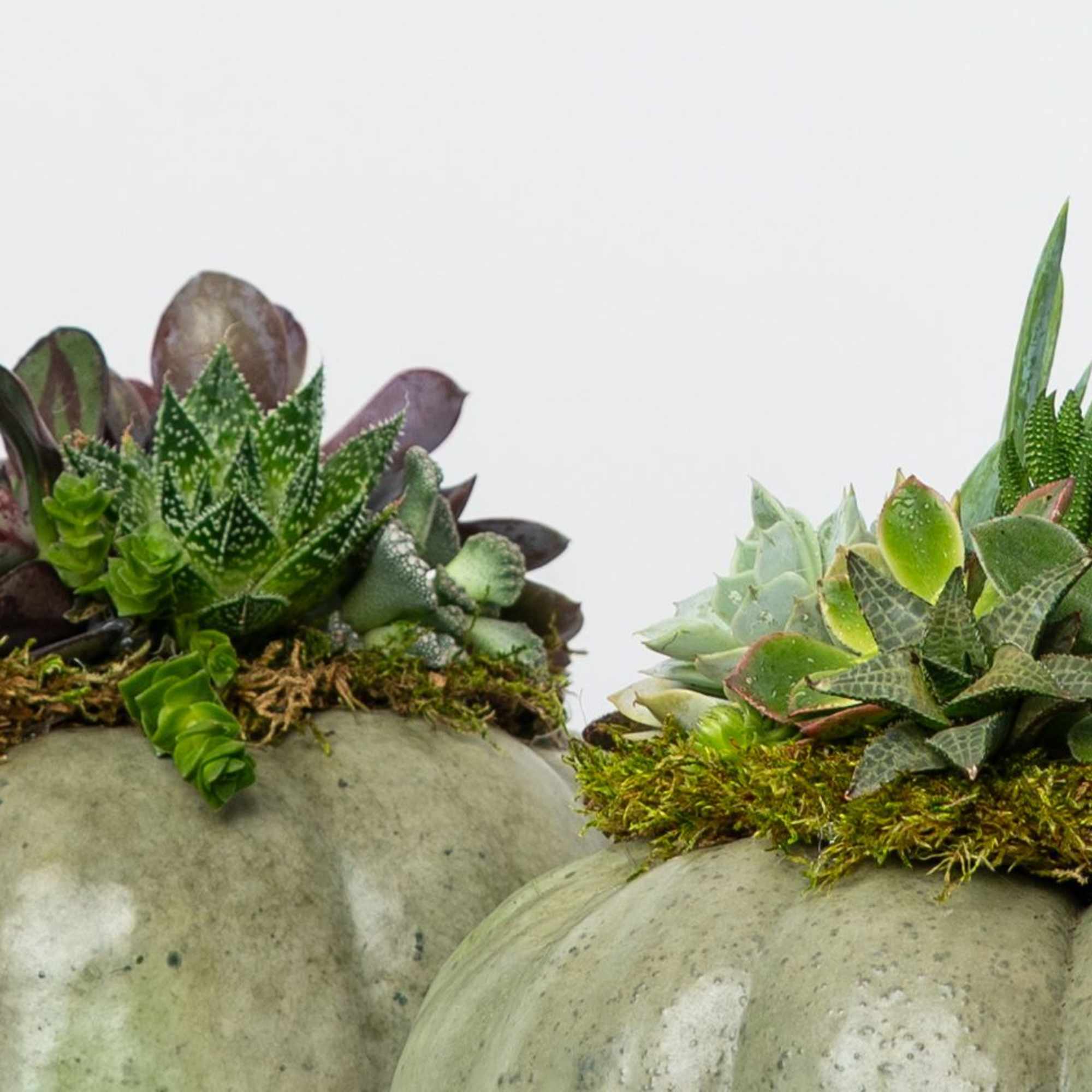 Introducing our Limited Edition hand-assembled succulent pumpkins. These are Locally Grown Ornamental