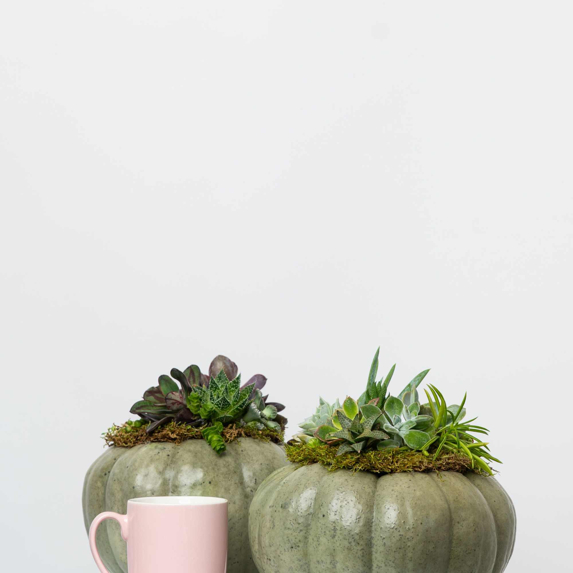 Introducing our Limited Edition hand-assembled succulent pumpkins. These are Locally Grown Ornamental
