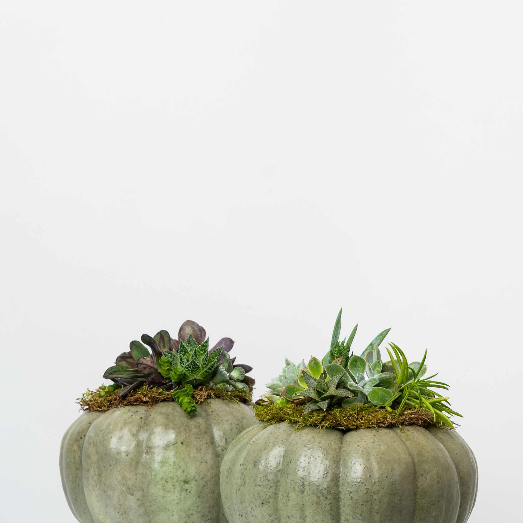 Introducing our Limited Edition hand-assembled succulent pumpkins. These are Locally Grown Ornamental