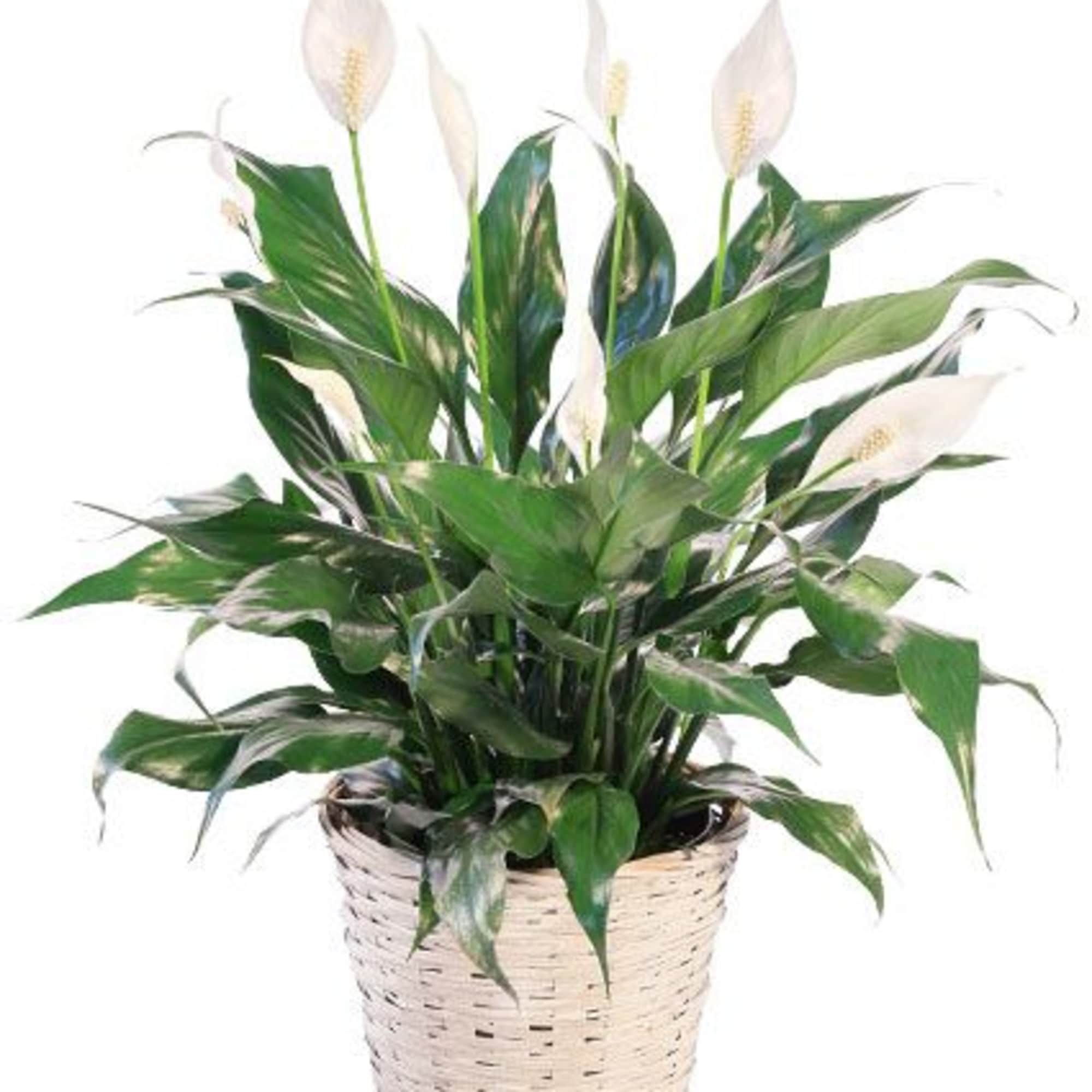 Bring peace and harmony to any space with the Peace Lily Plant.
