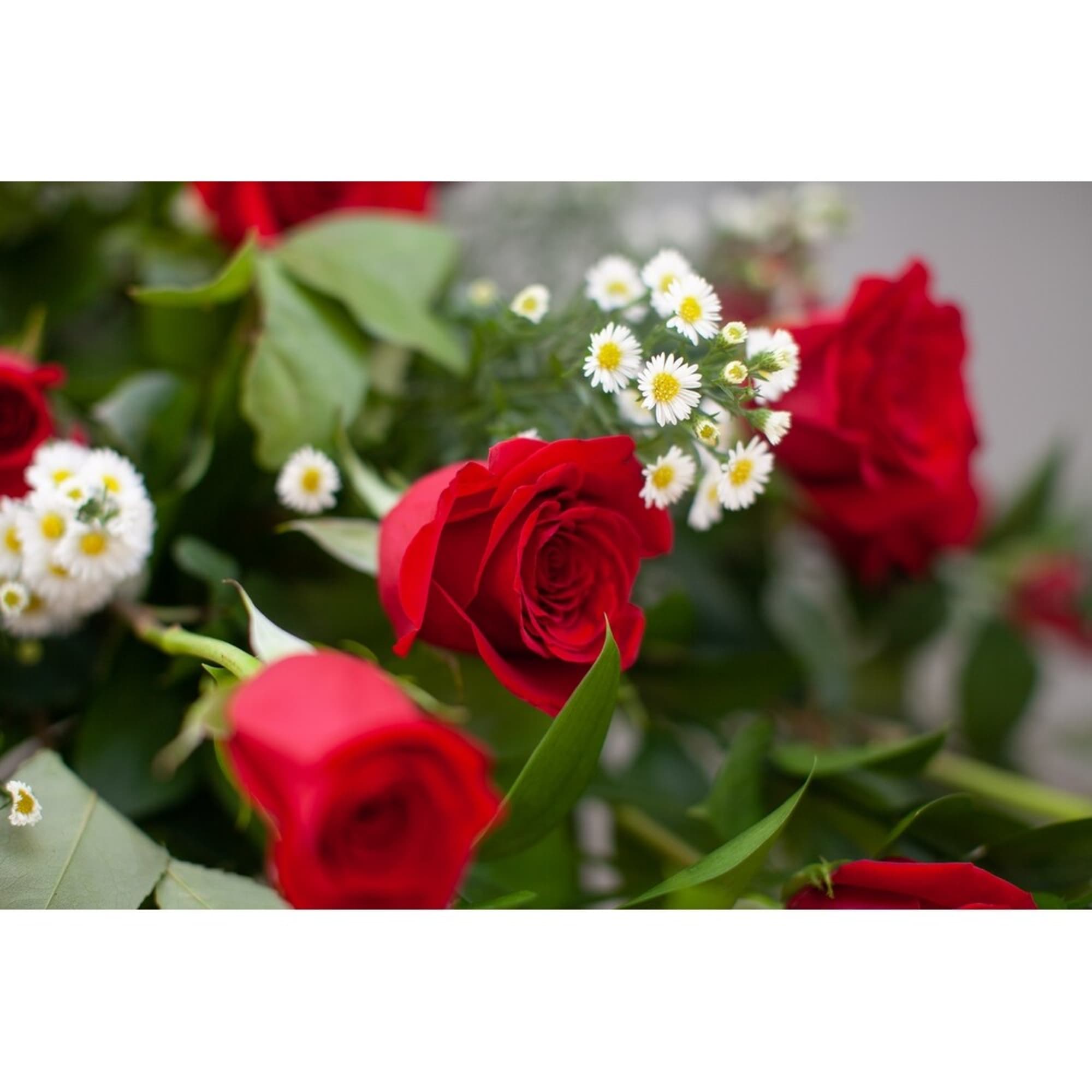 Bouquet of red roses with small white daisies