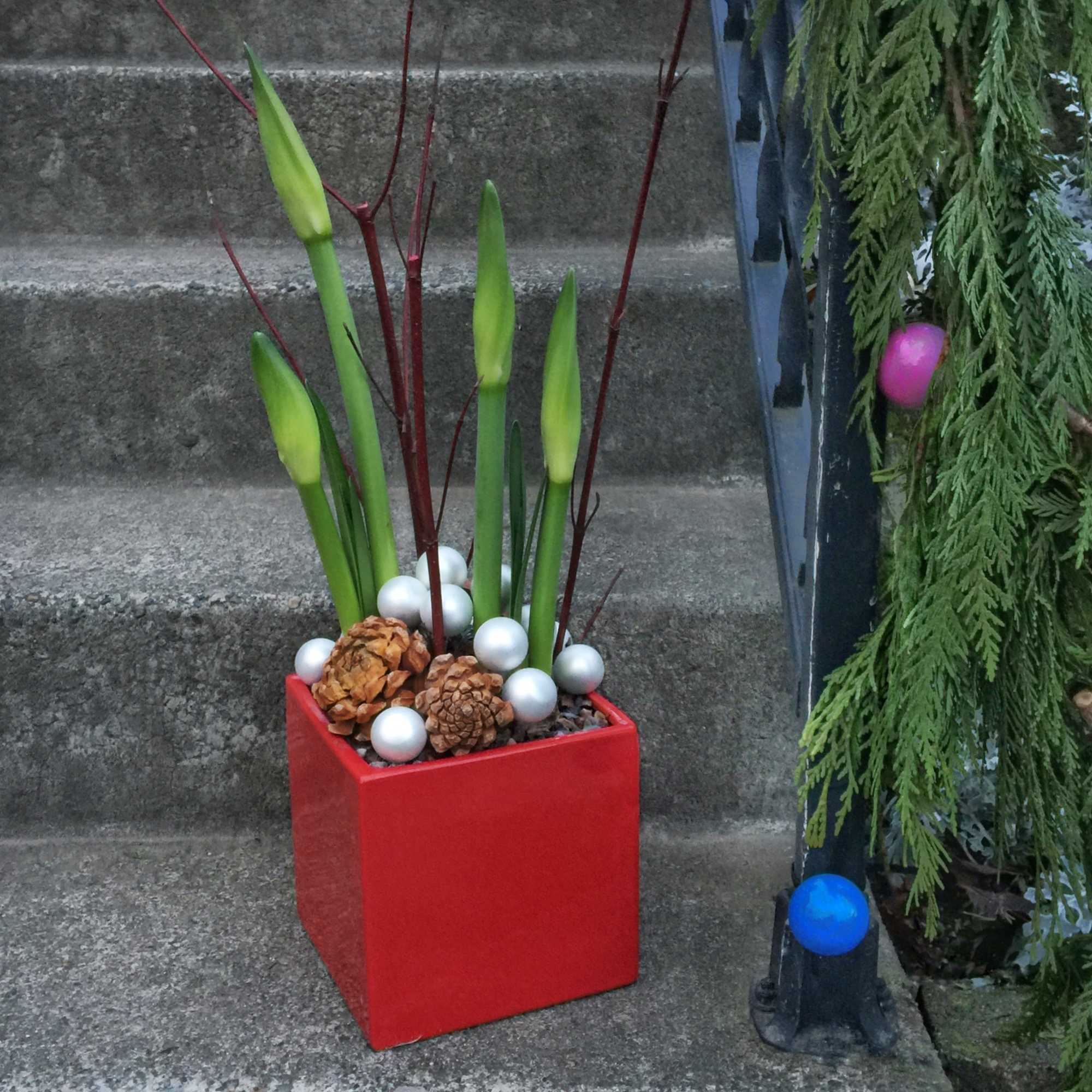 Each statuesque stem will hold three to five individual blooms at the