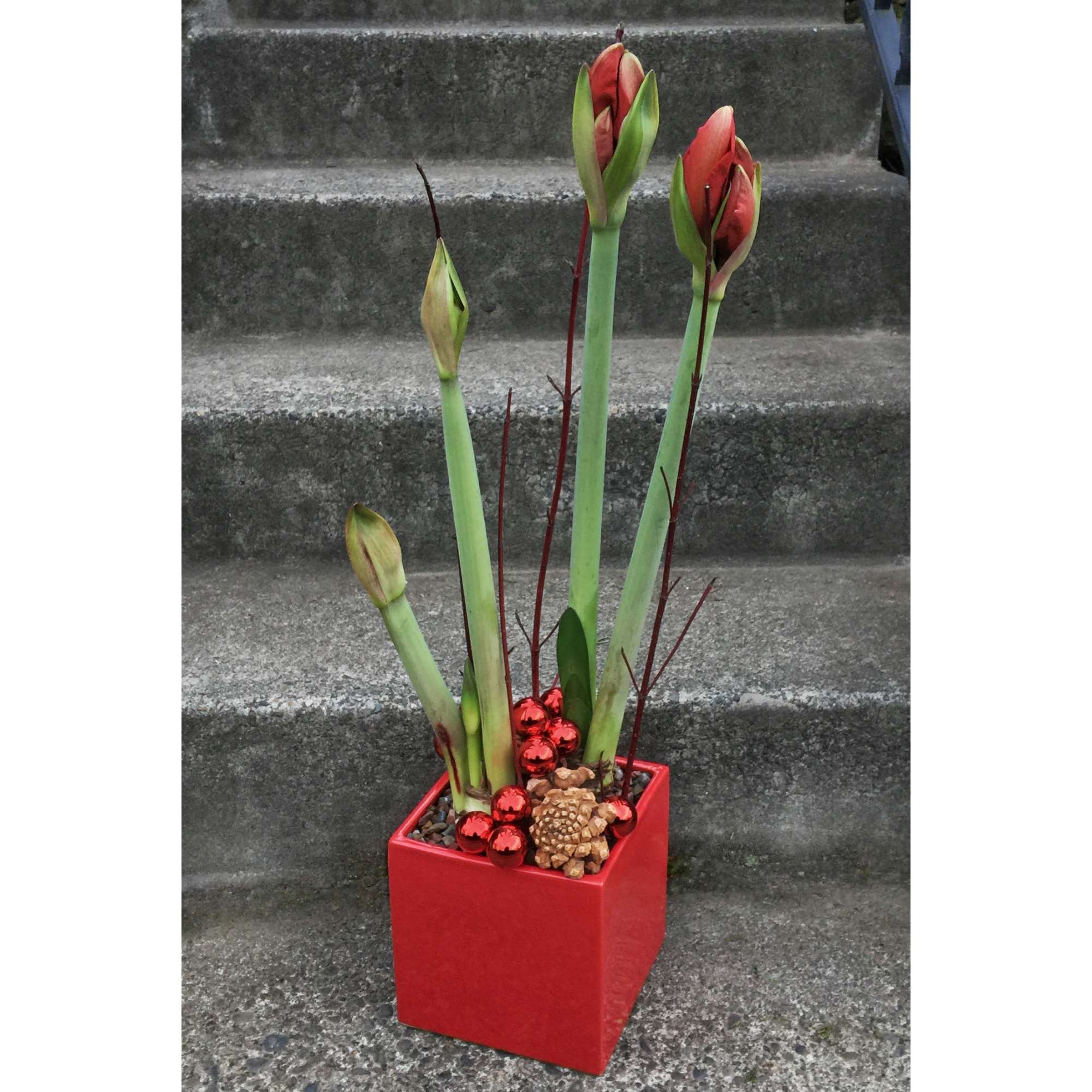Each statuesque stem will hold three to five individual blooms at the
