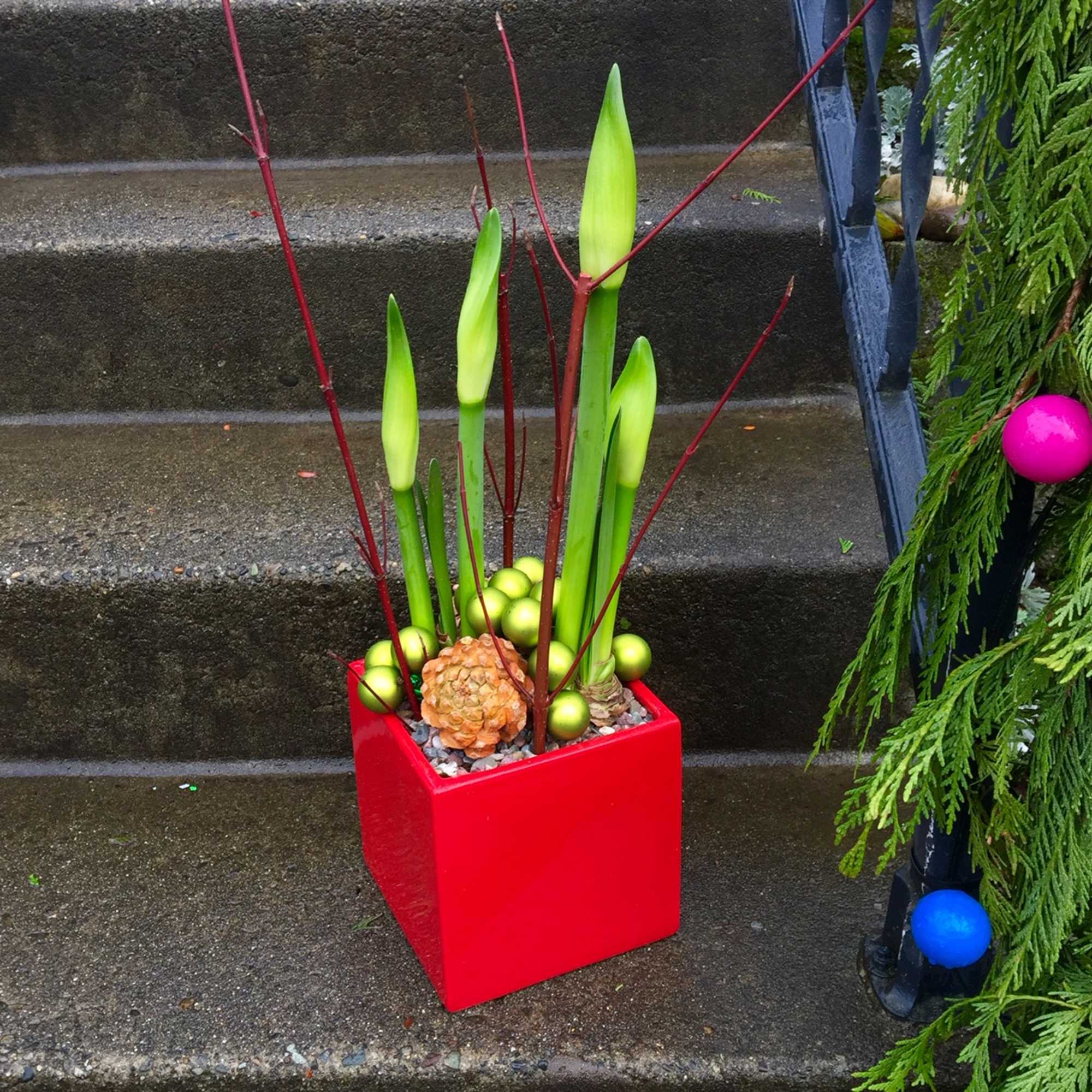 Each statuesque stem will hold three to five individual blooms at the