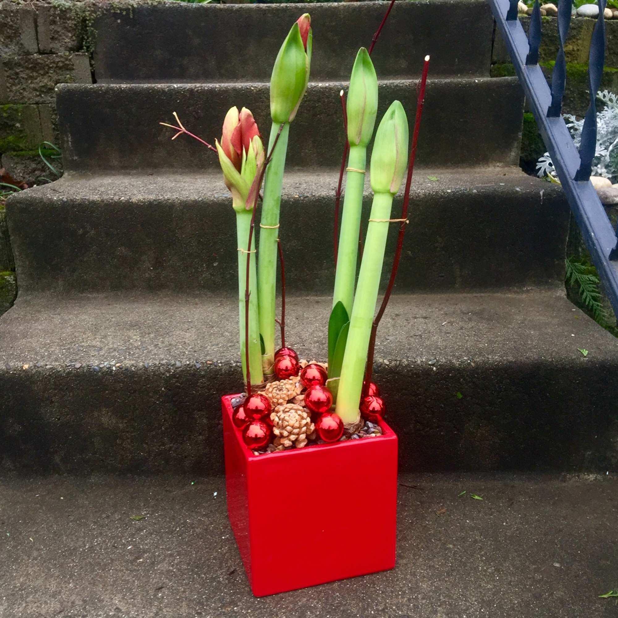 Each statuesque stem will hold three to five individual blooms at the