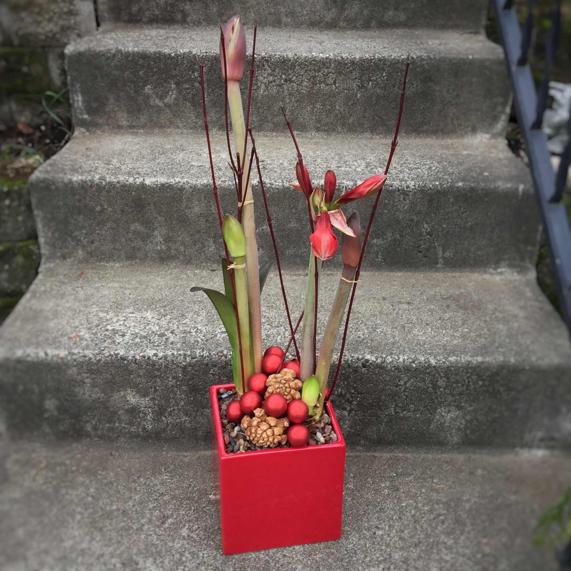 Each statuesque stem will hold three to five individual blooms at the