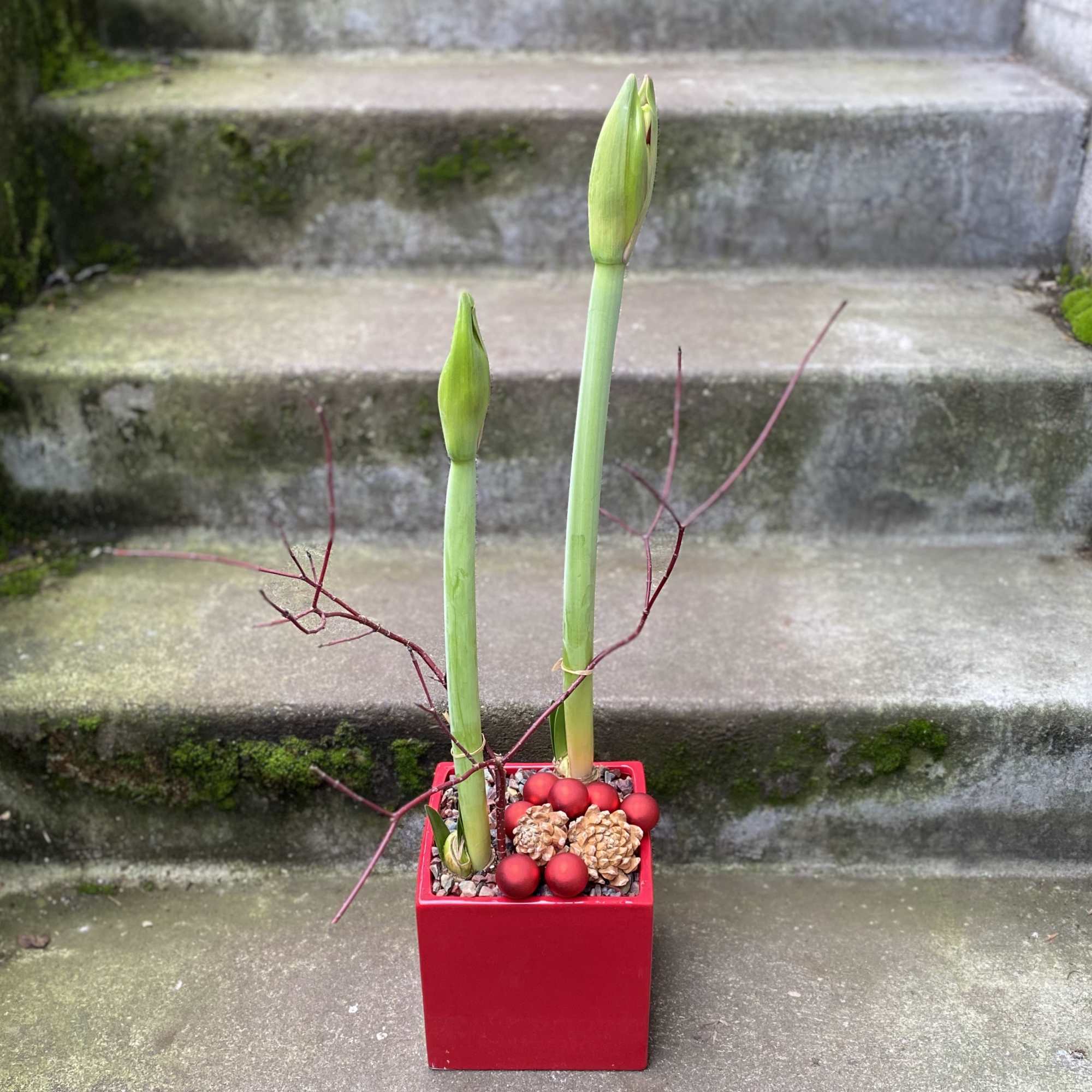 Each statuesque stem will hold three to five individual blooms at the