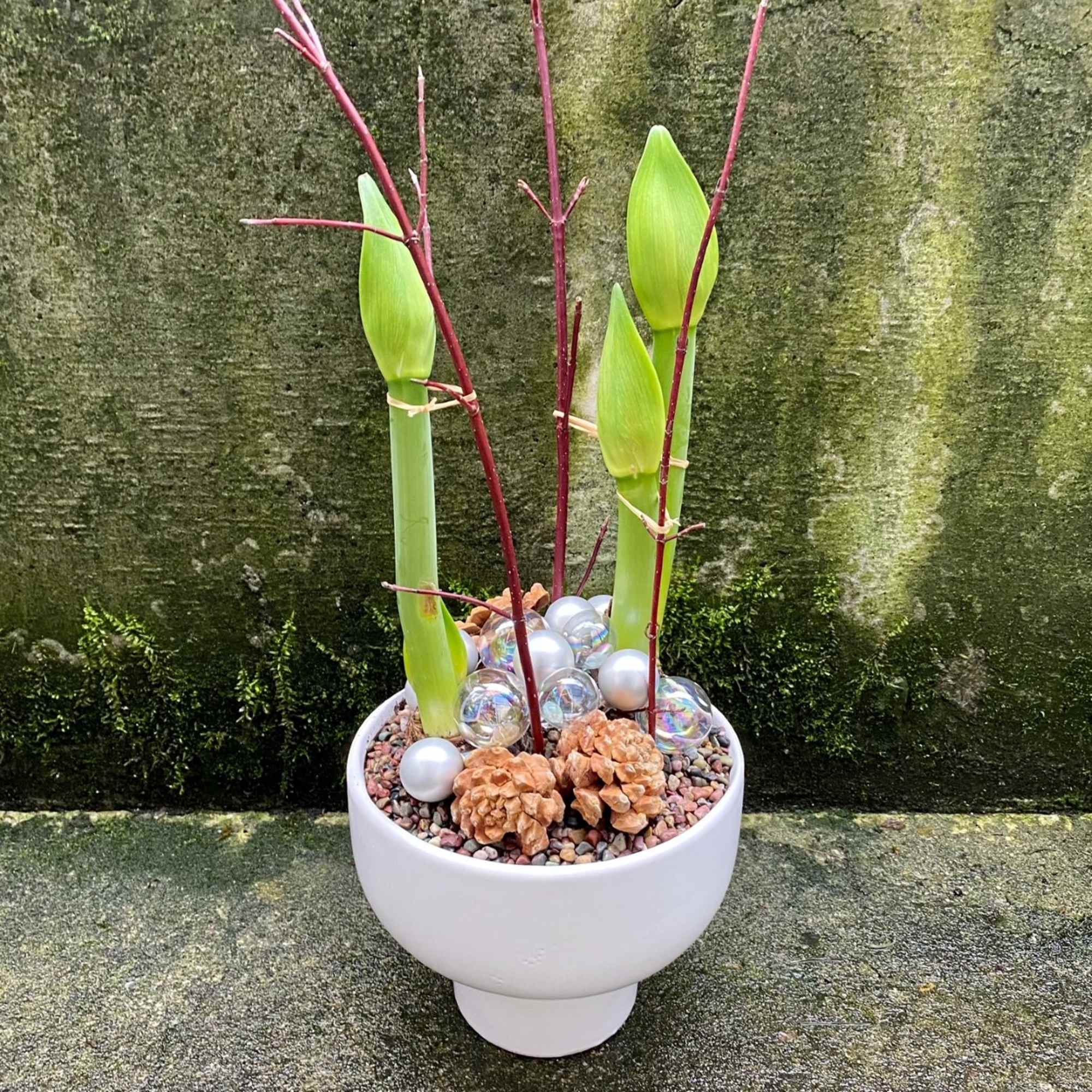 Each statuesque stem will hold three to five individual blooms at the