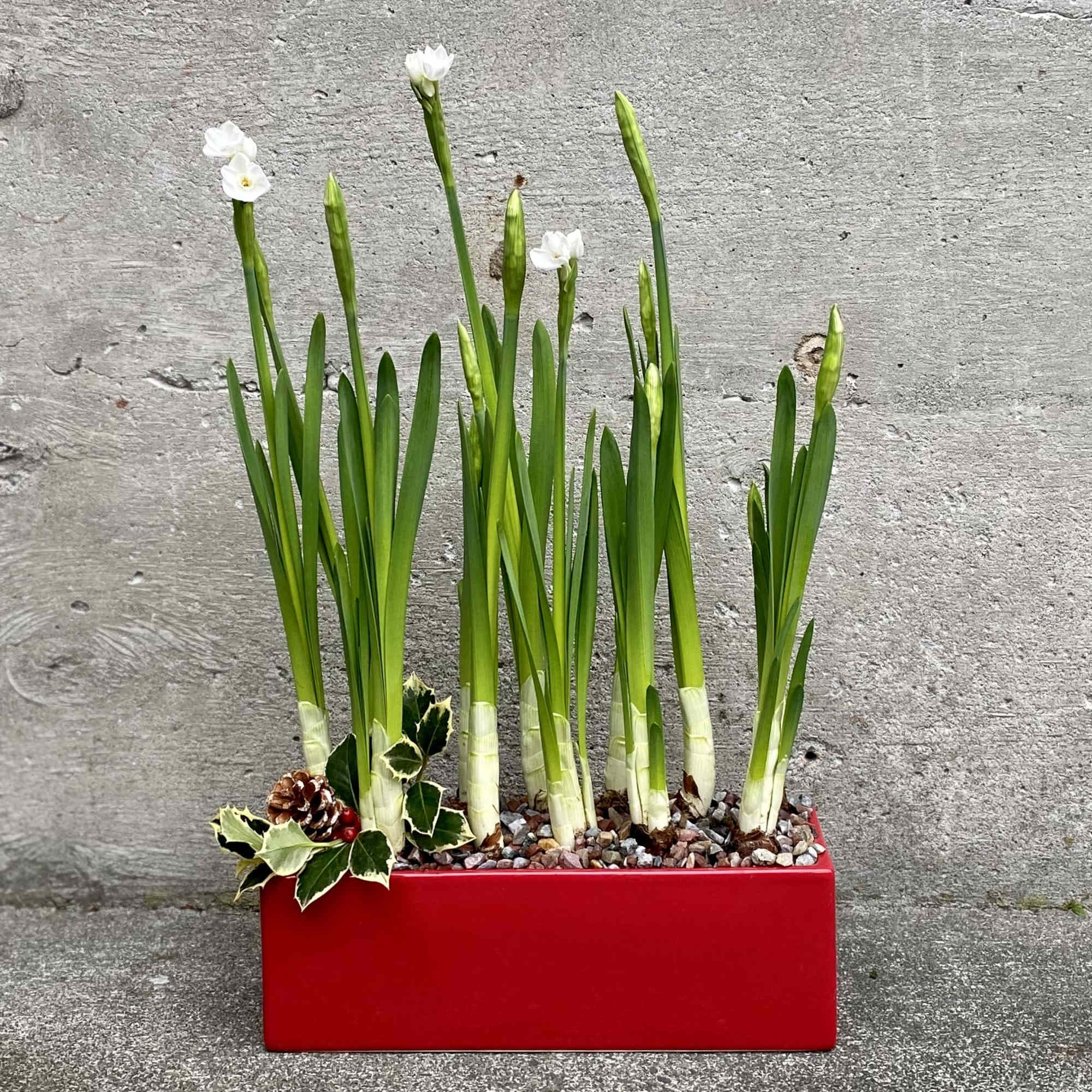 Our planter of one dozen paperwhite bulbs will provide a bounty of