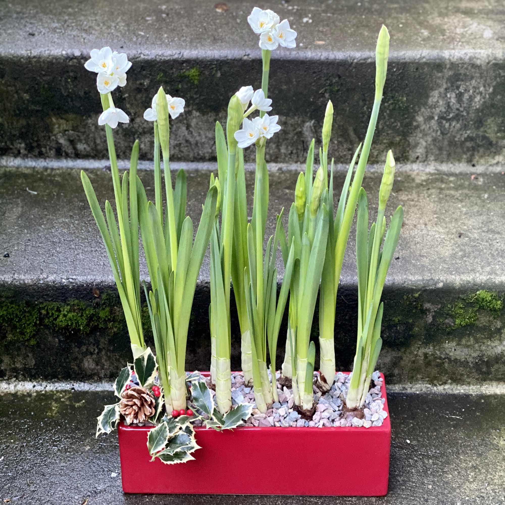 Our planter of one dozen paperwhite bulbs will provide a bounty of