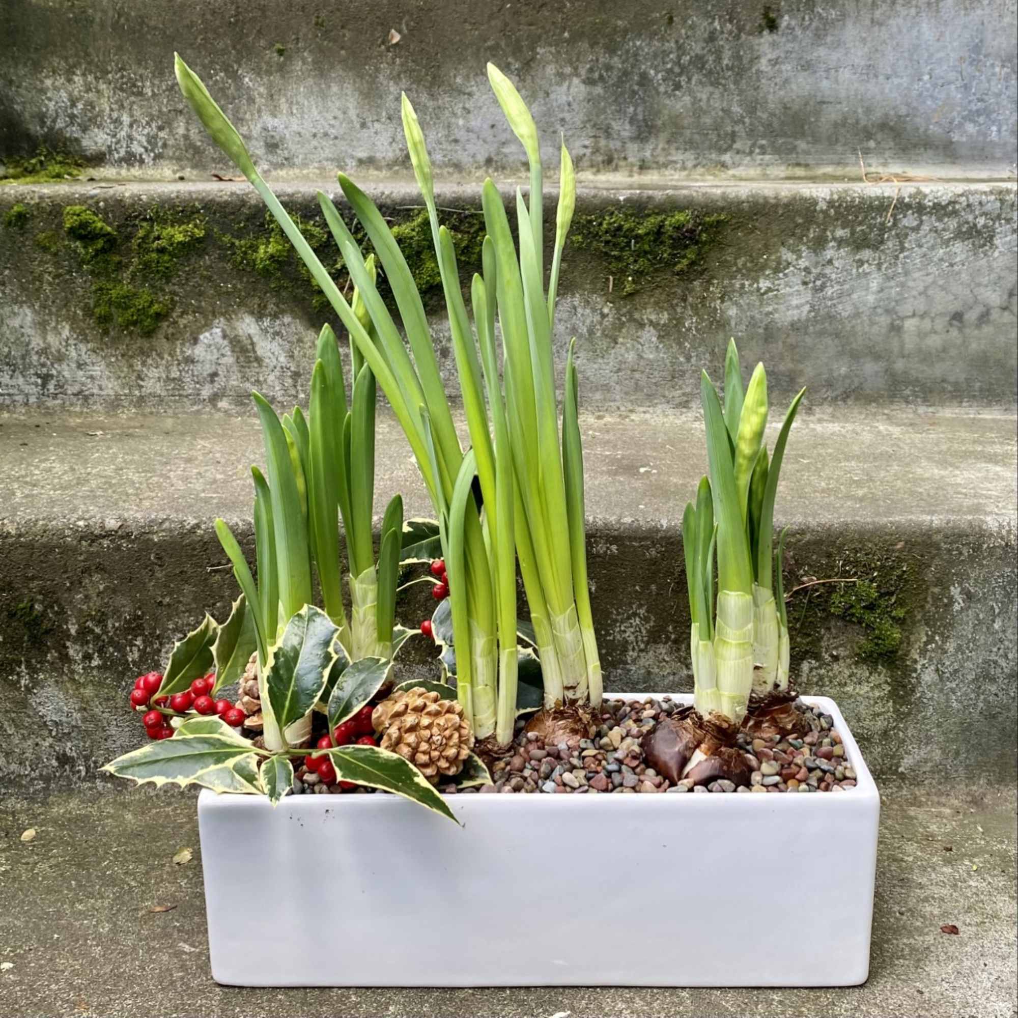 Our planter of one dozen paperwhite bulbs will provide a bounty of