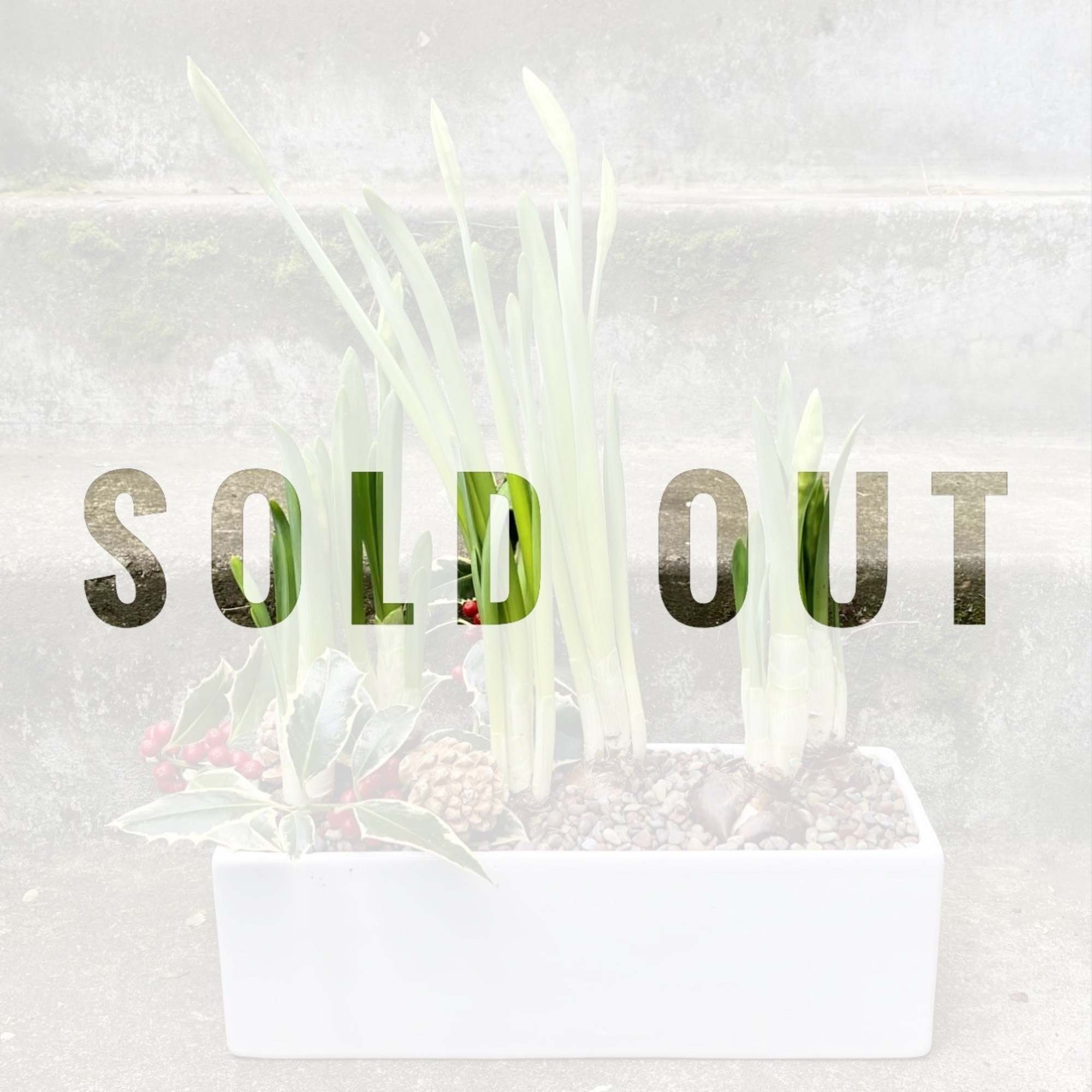 Our planter of one dozen paperwhite bulbs will provide a bounty of