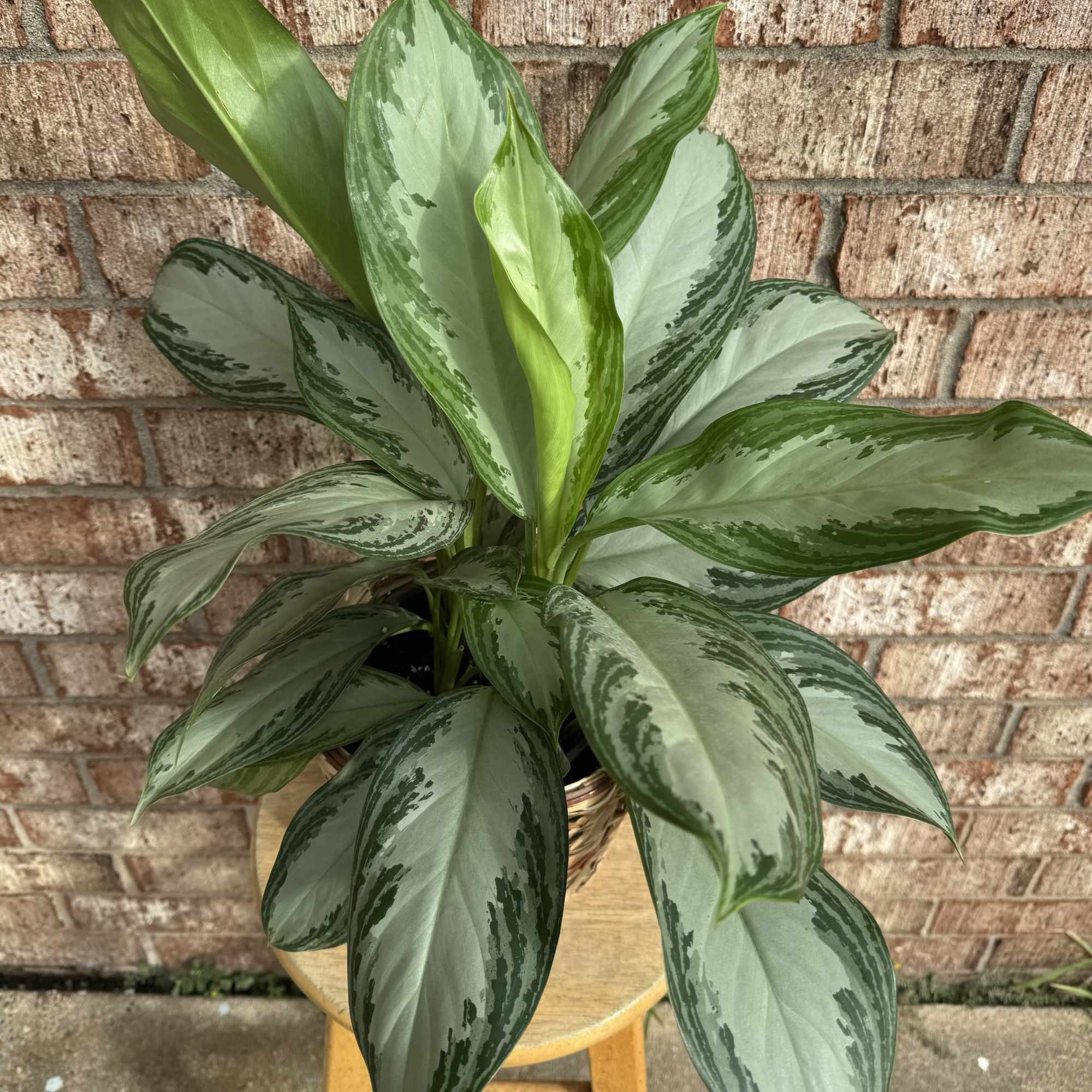 Potted plant with broad variegated green leaves