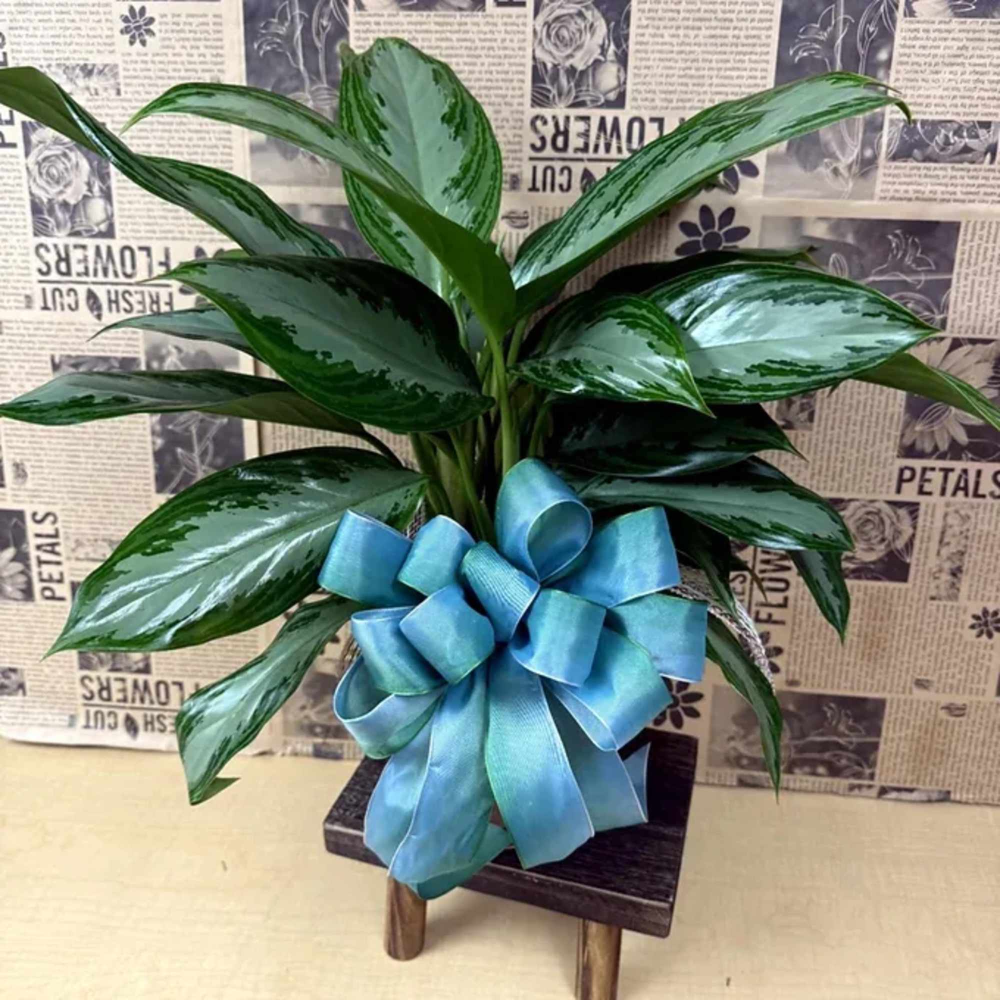 Potted green plant with a large blue ribbon bow