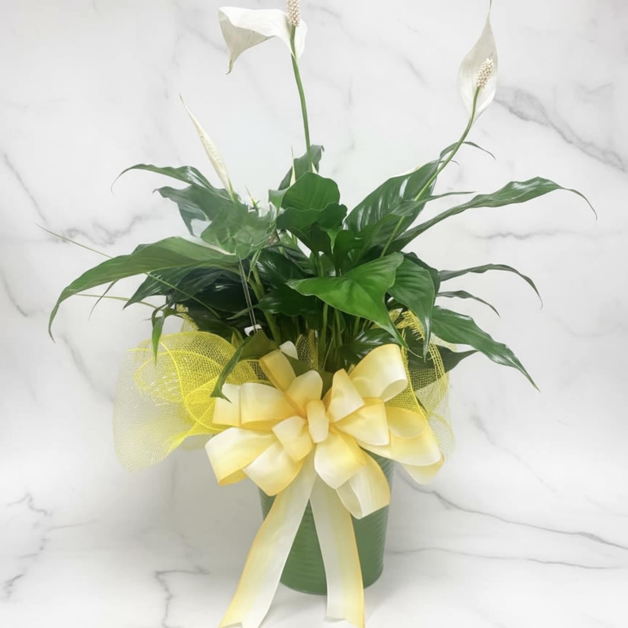 6" Indoor Green House Plant
(Varying assorted varieties based on availability)