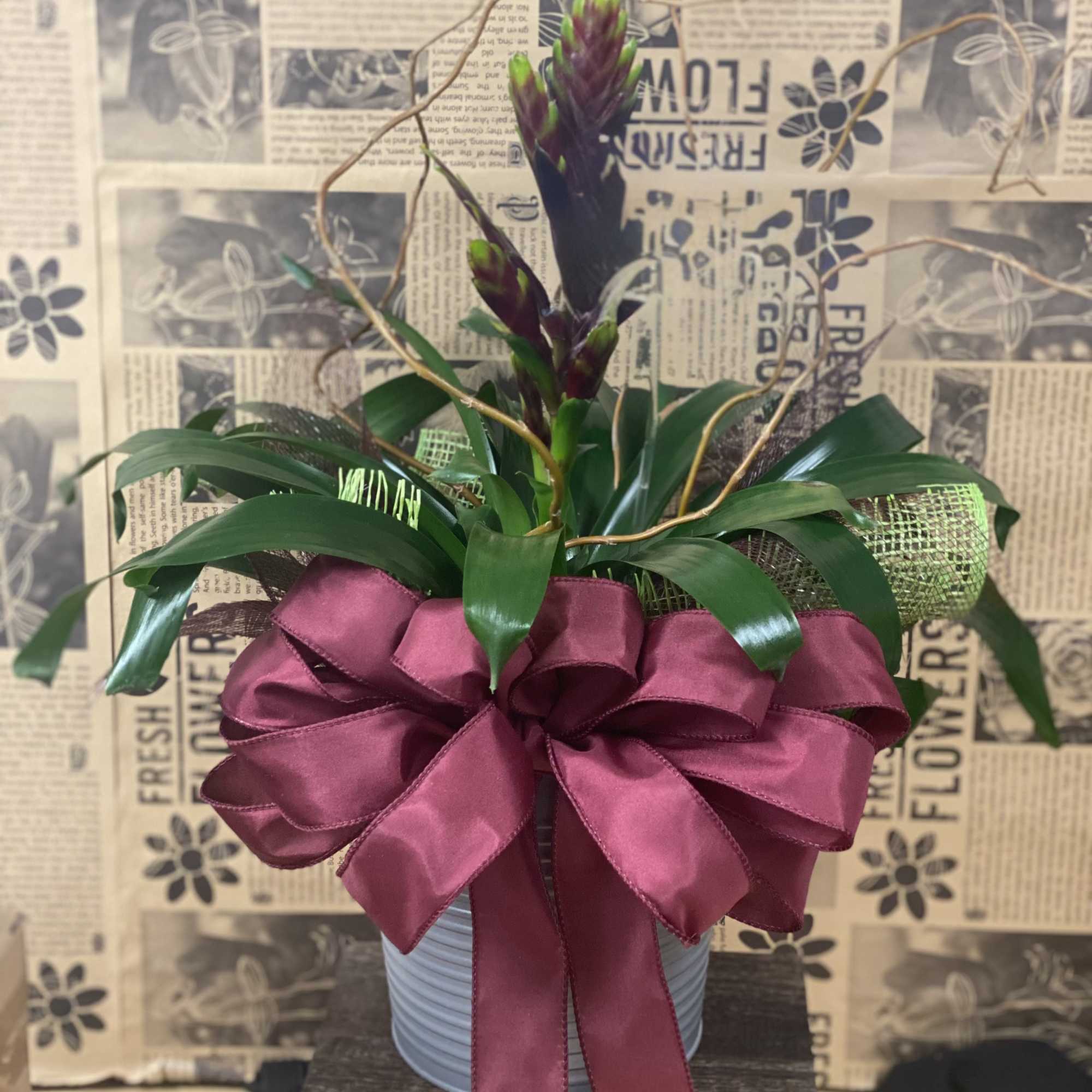 6" Indoor Green House Plant
(Varying assorted varieties based on availability)