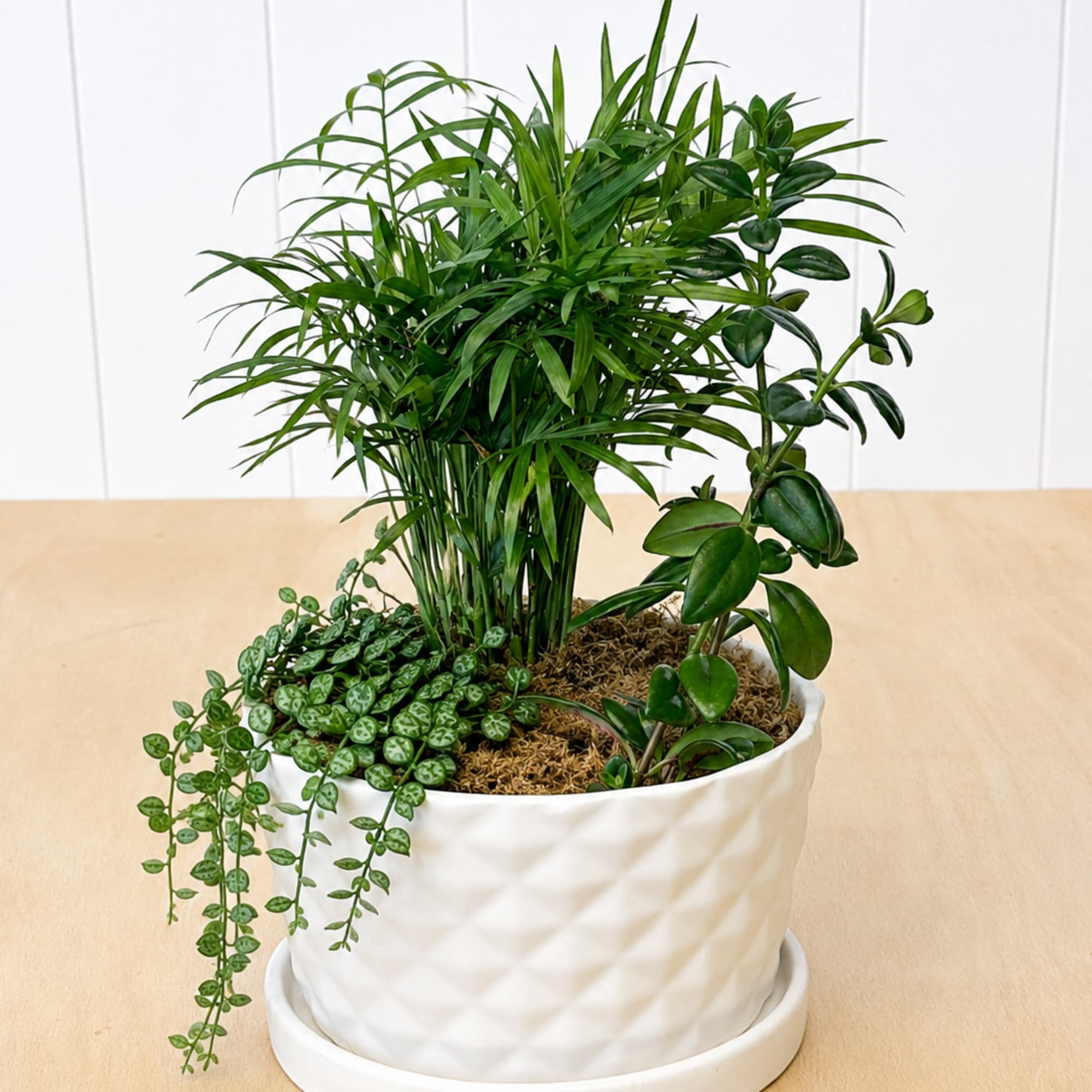 Planted tightly in a white textured ceramic planter with a matching saucer