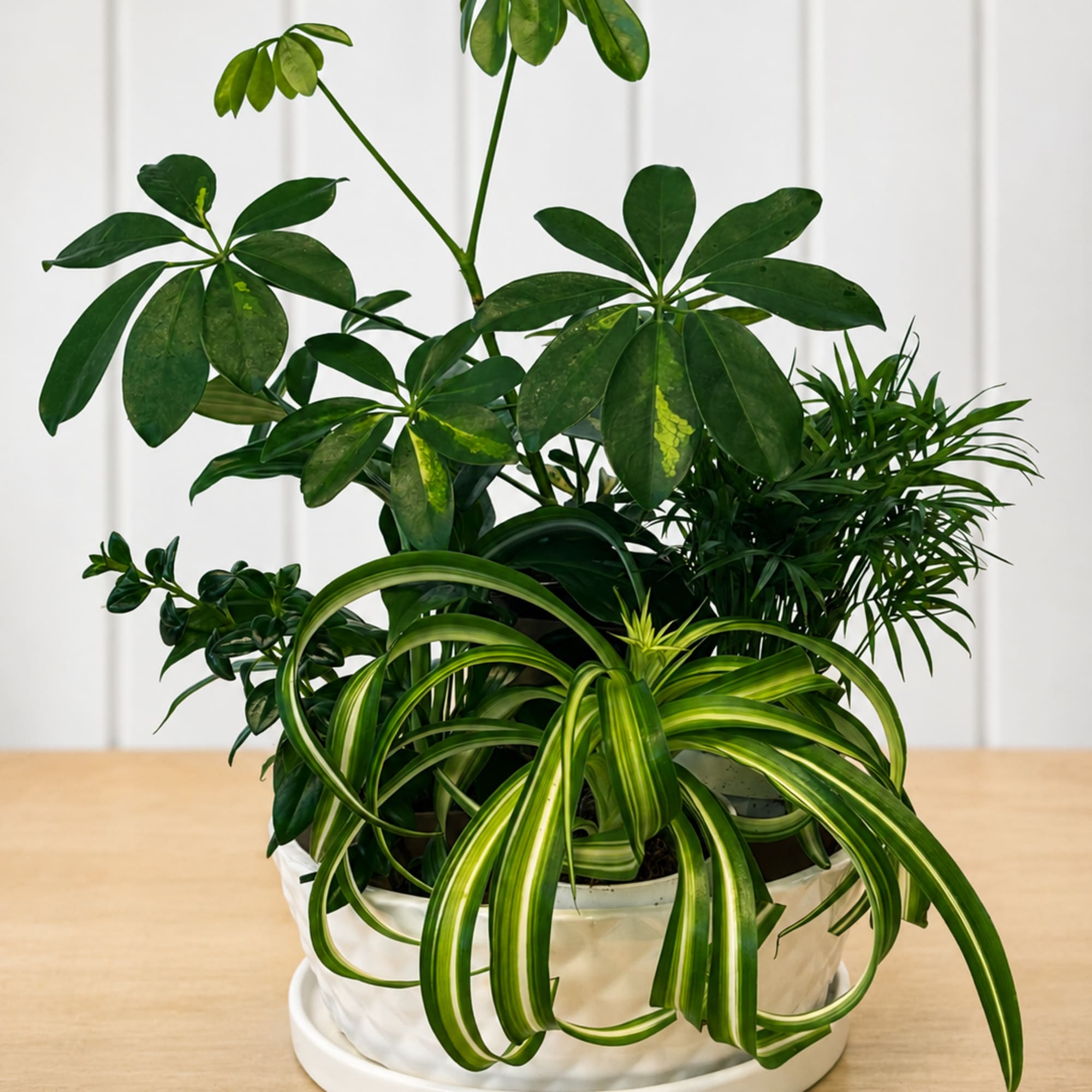 Planted tightly in a white textured ceramic planter with a matching saucer