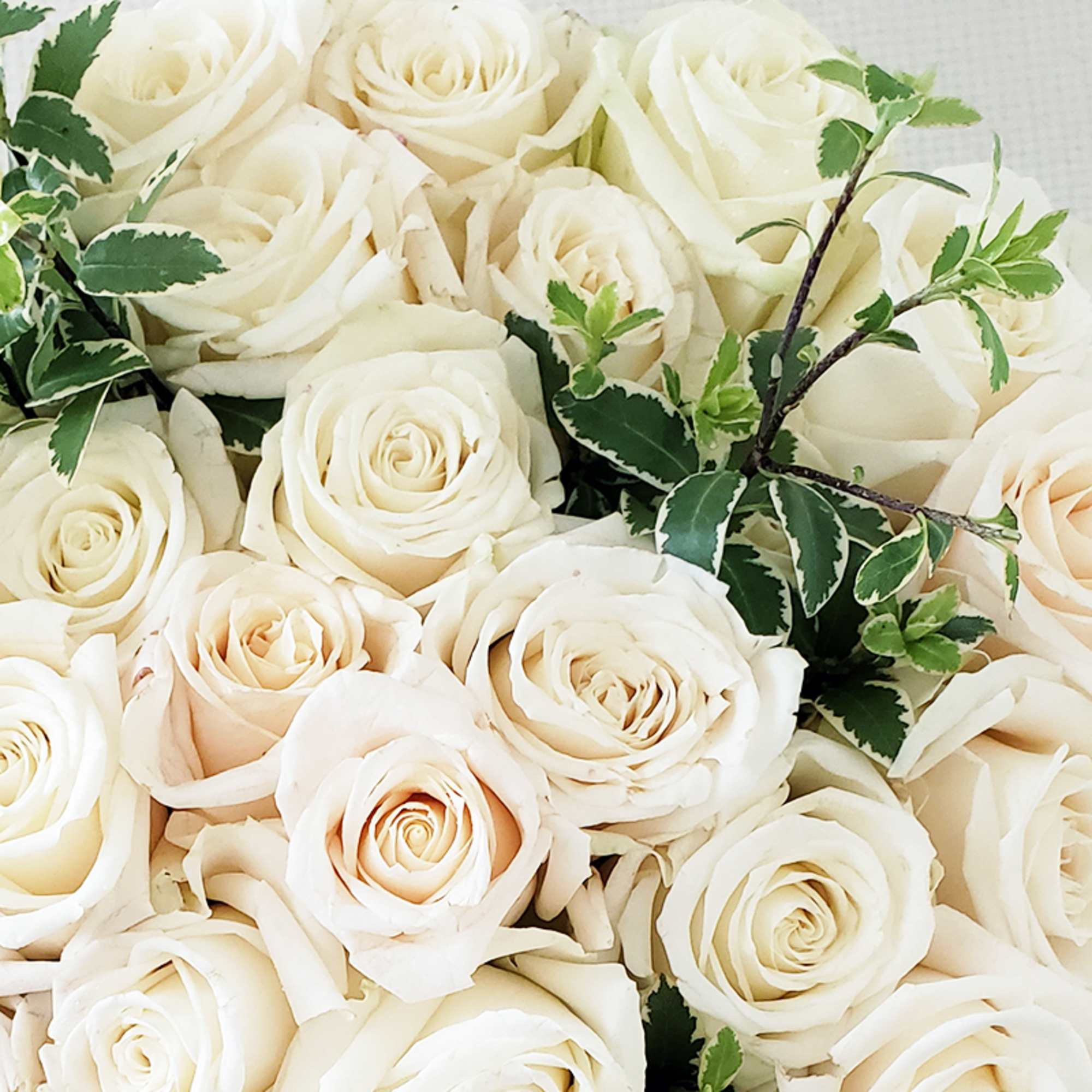 Roses in white color conveys a meaning of tranquility, genuineness, sincerity, gratitude