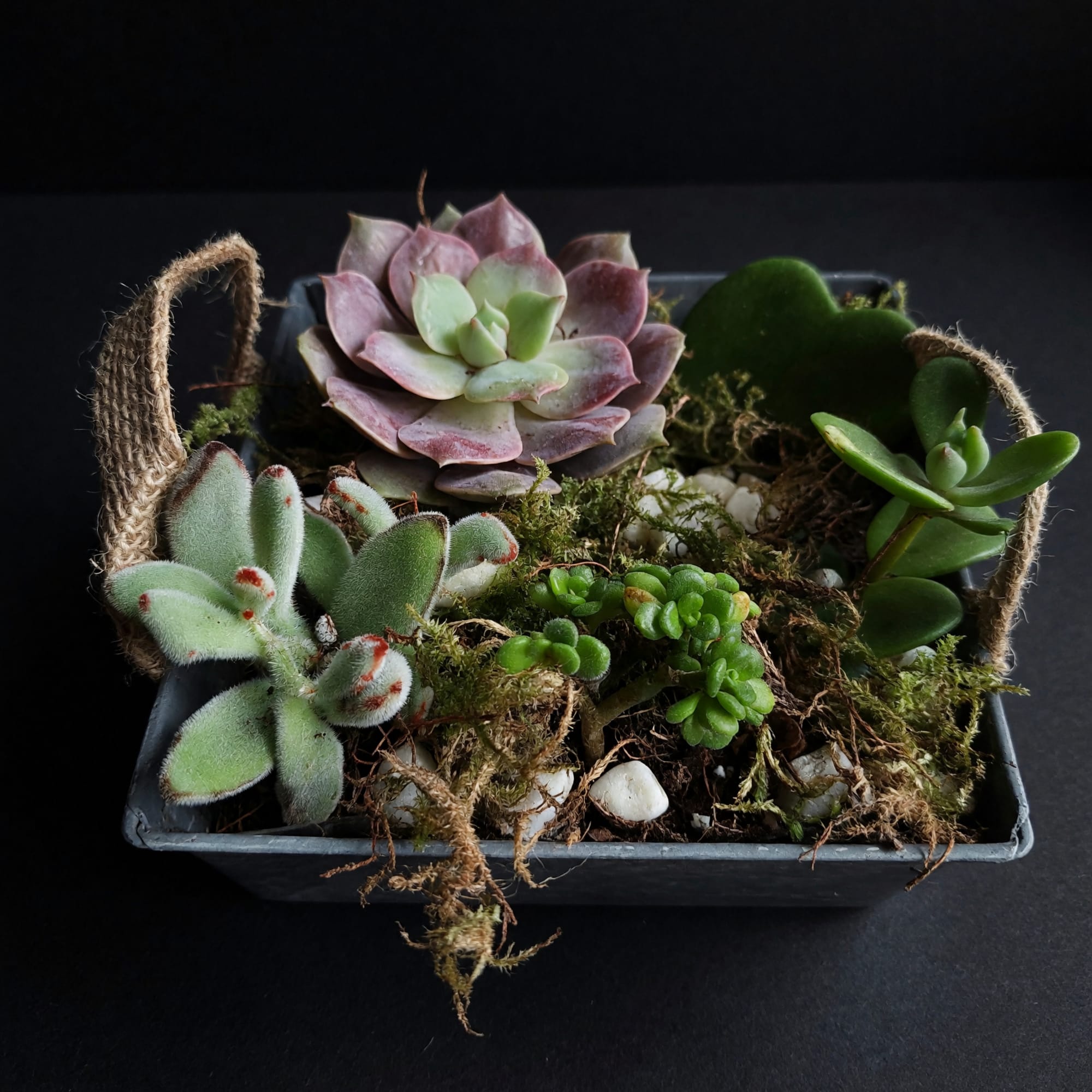 Available Styles:

Ceramic Bowls
Rustic Trays
Decorative Containers
Mixed Succulent Gardens
Custom Designs Available