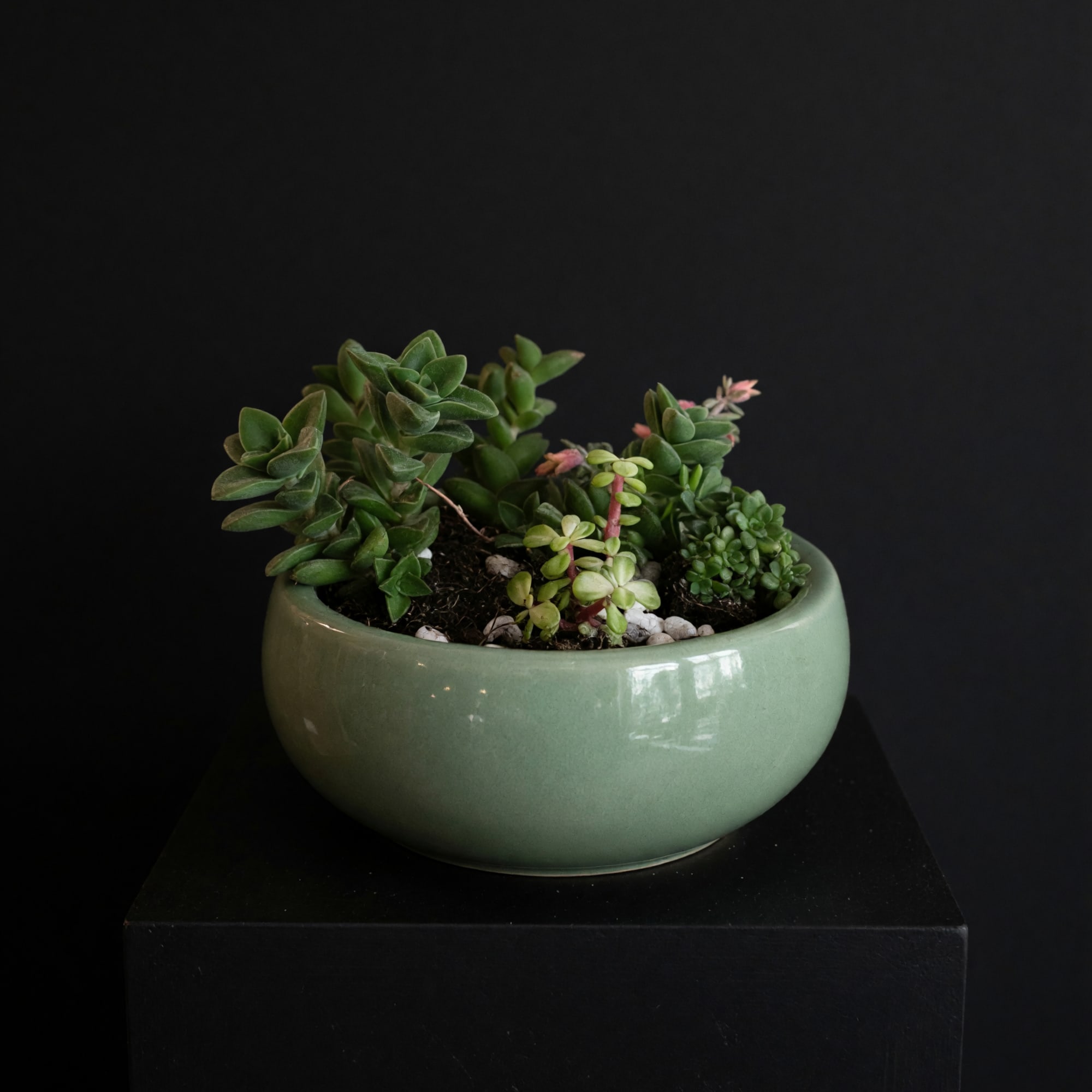 Available Styles:

Ceramic Bowls
Rustic Trays
Decorative Containers
Mixed Succulent Gardens
Custom Designs Available