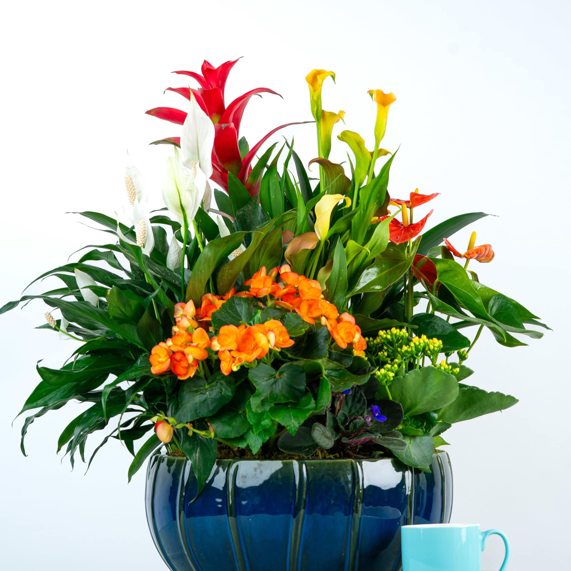 A spectacular best-seller... Our Isaac Dish Garden is overflowing with lush greenery