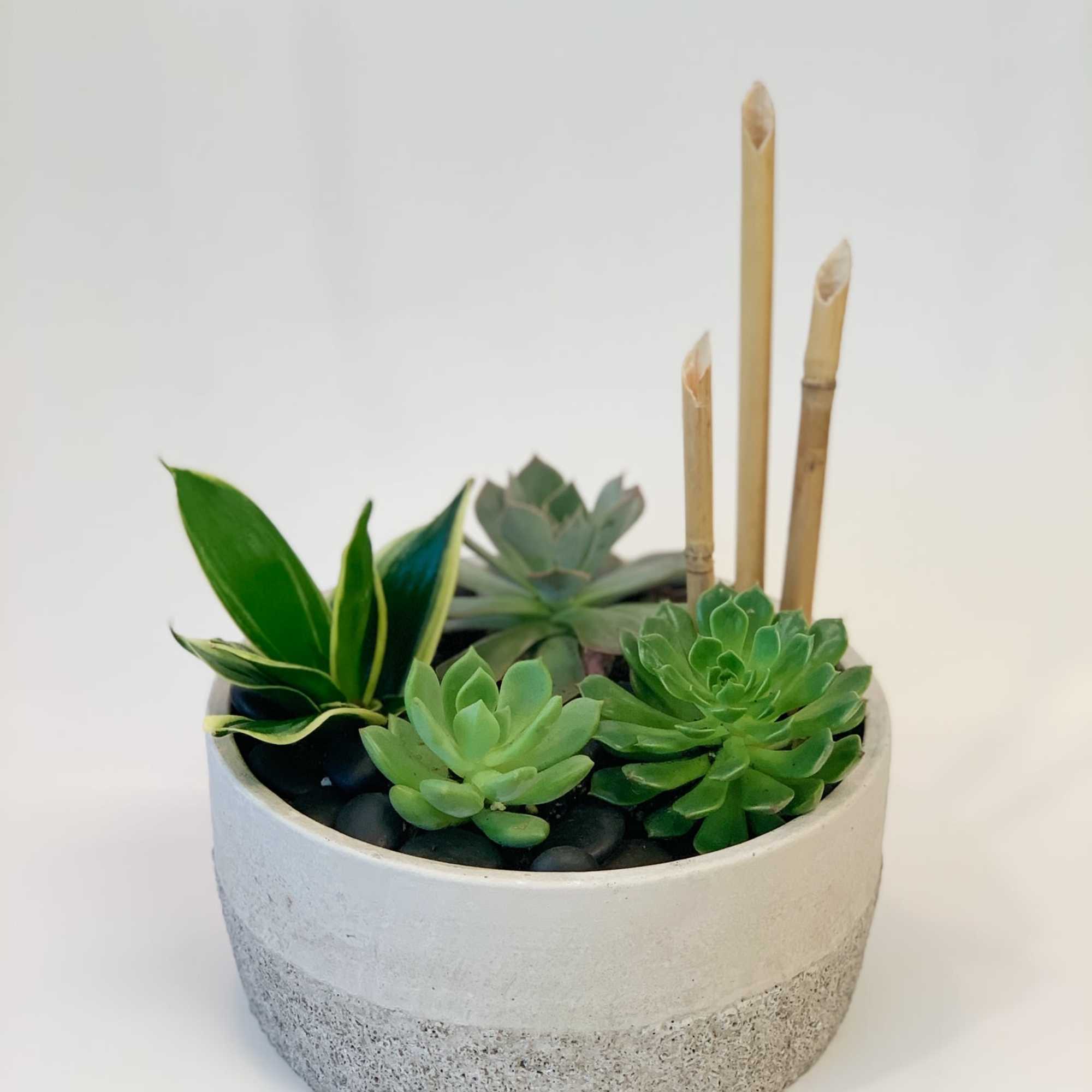 This modern textured cement container is full of seasonal succulents. Succulents are