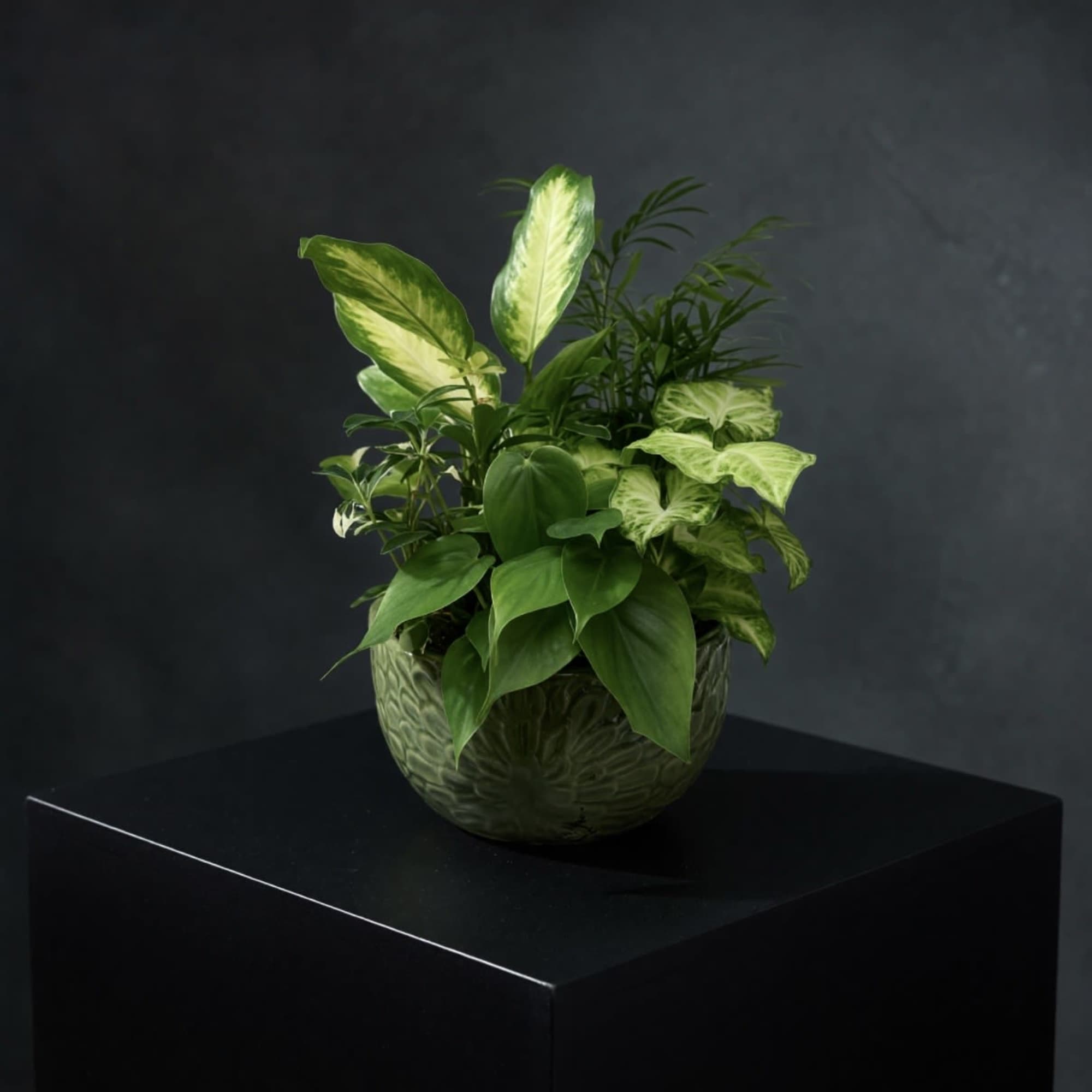 A lush blend of vibrant greenery and blooming beauty, our Plant Haven