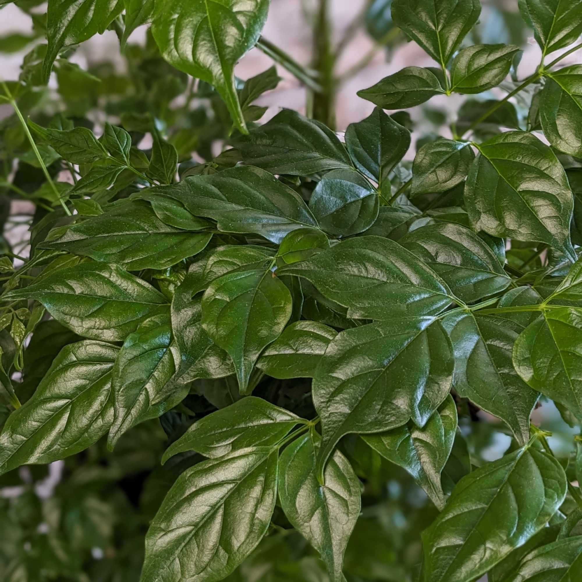 Close-up of a leafy green potted plant with glossy oval leaves