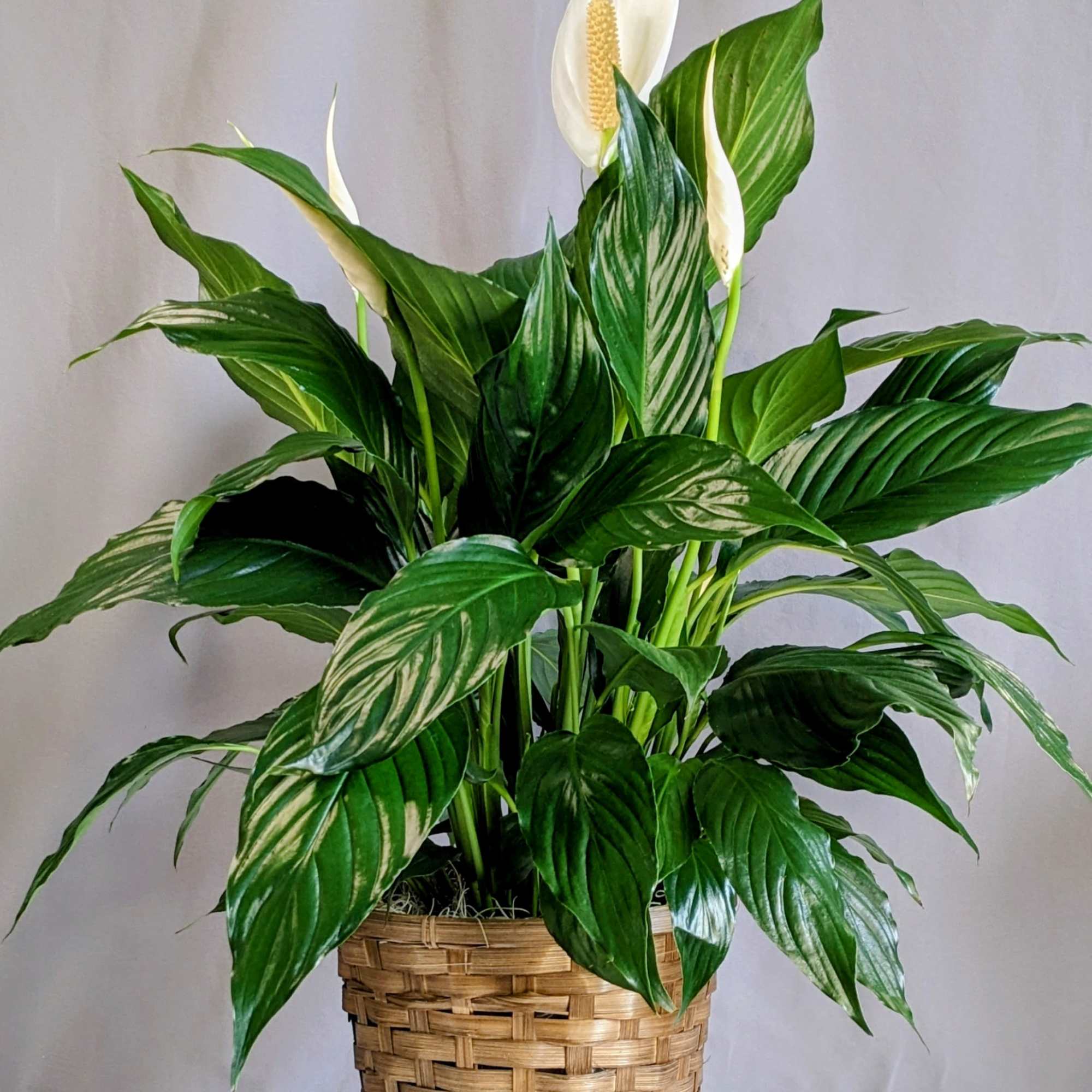 The Peace Lily is a popular houseplant known for its lush, dark