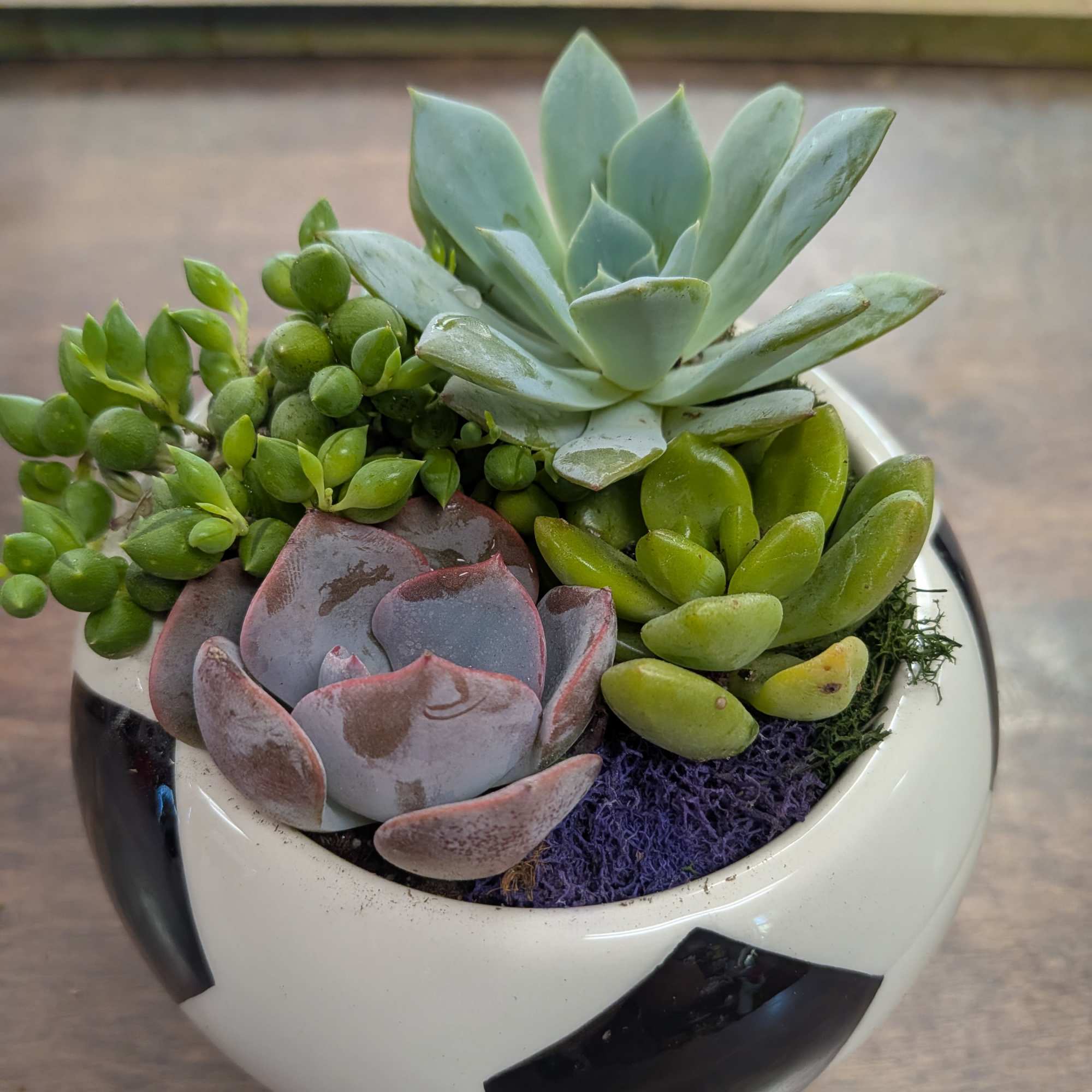 Variety of succulents and vessels.