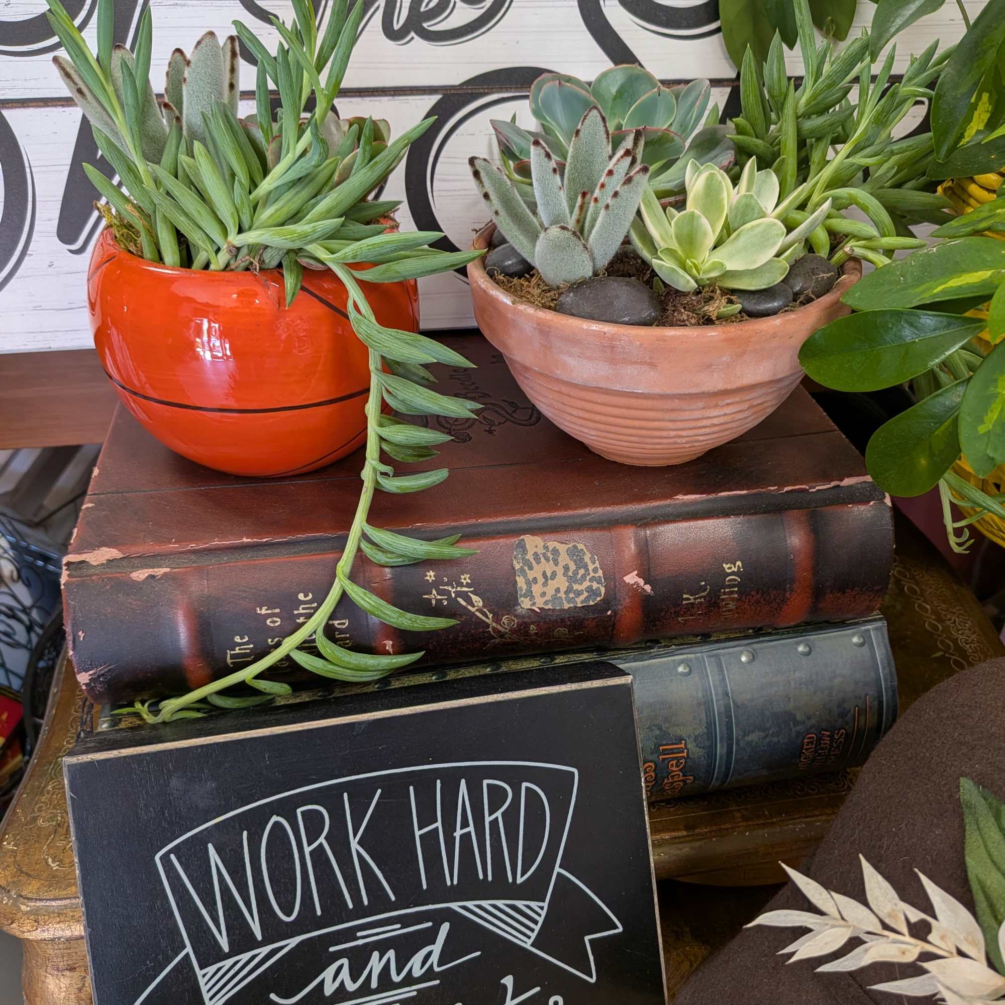 Variety of succulents and vessels.
