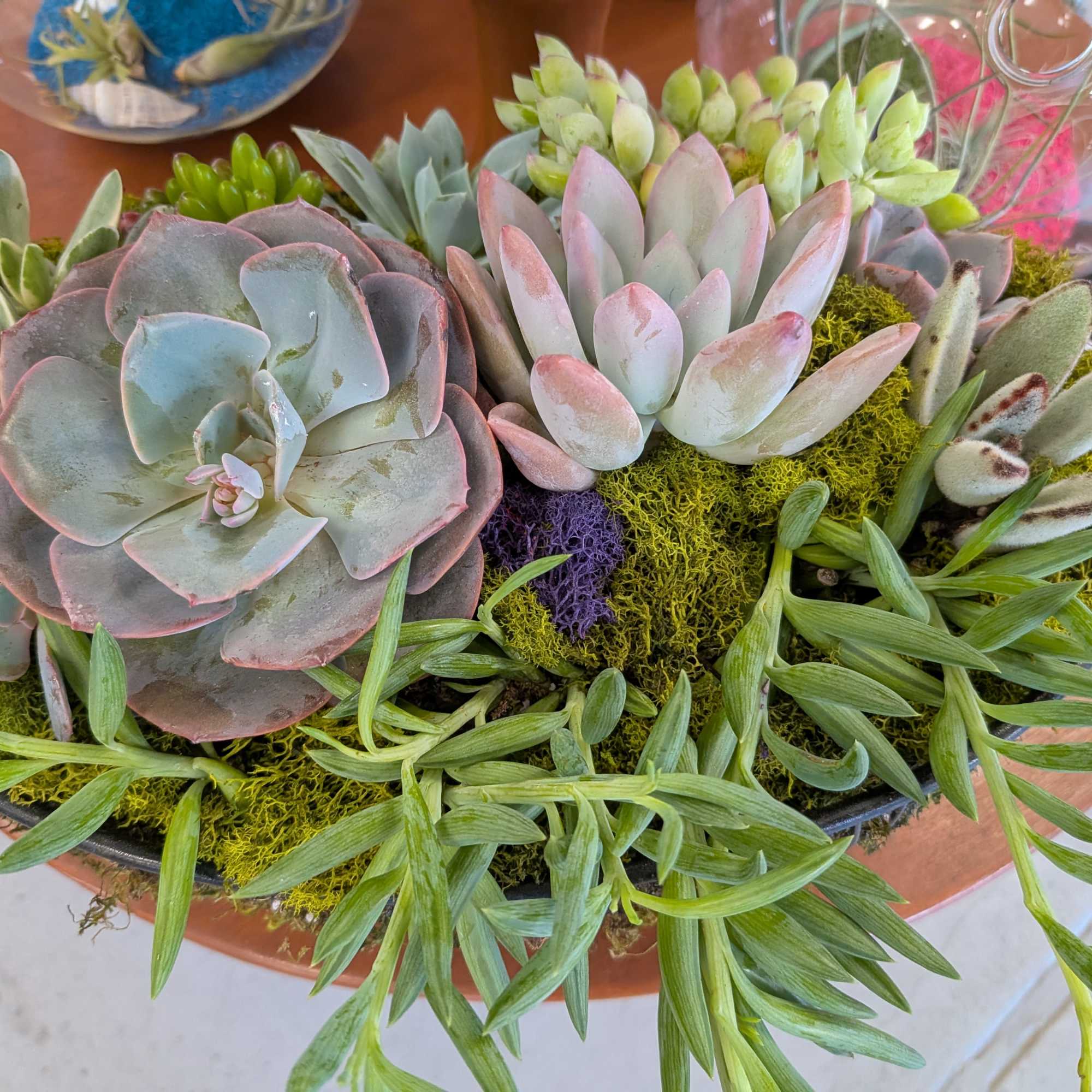Variety of succulents and vessels.