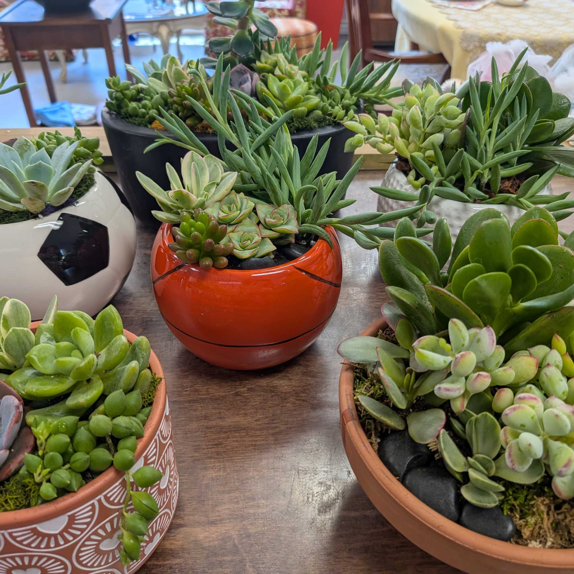Variety of succulents and vessels.