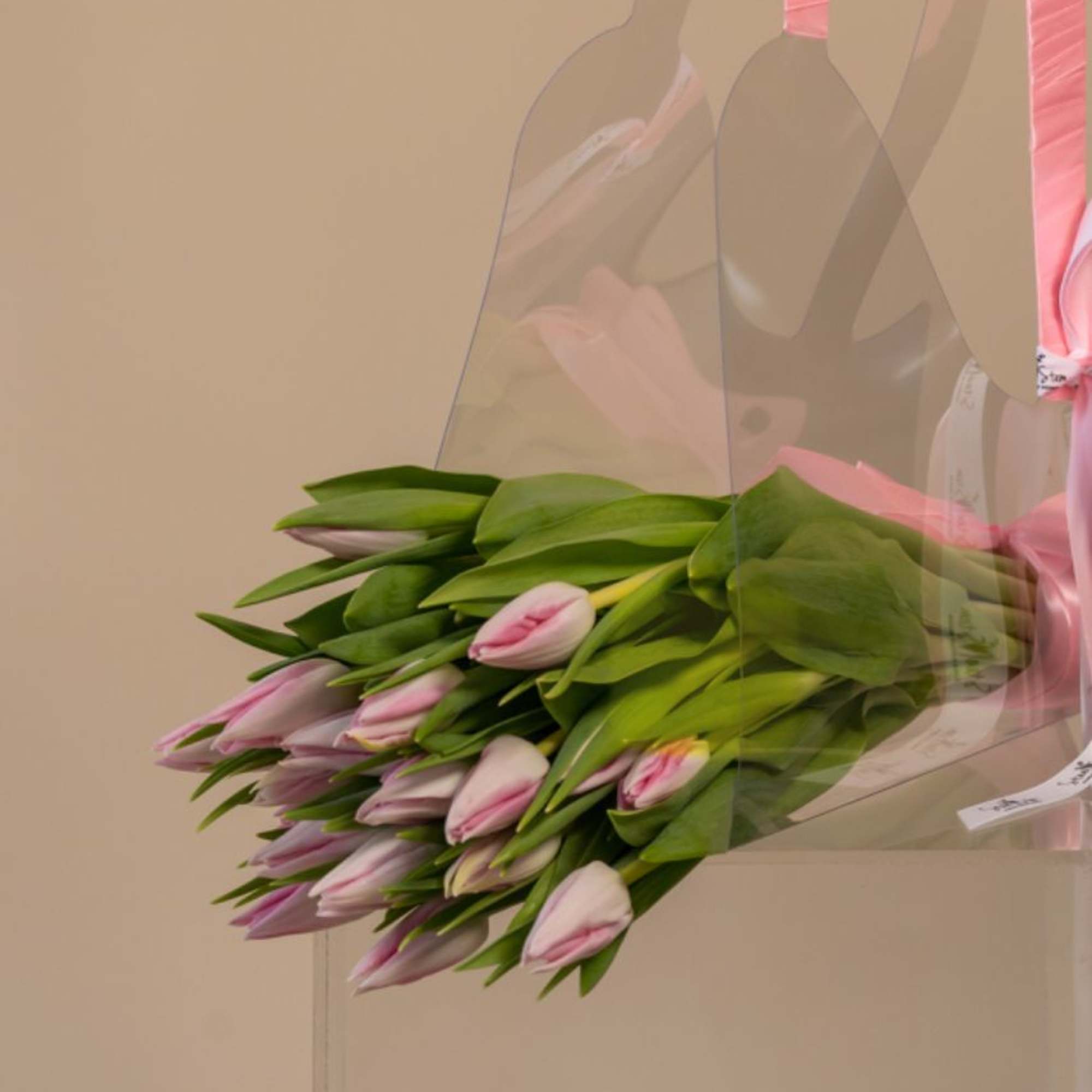 Bundle of pink tulips wrapped in clear plastic