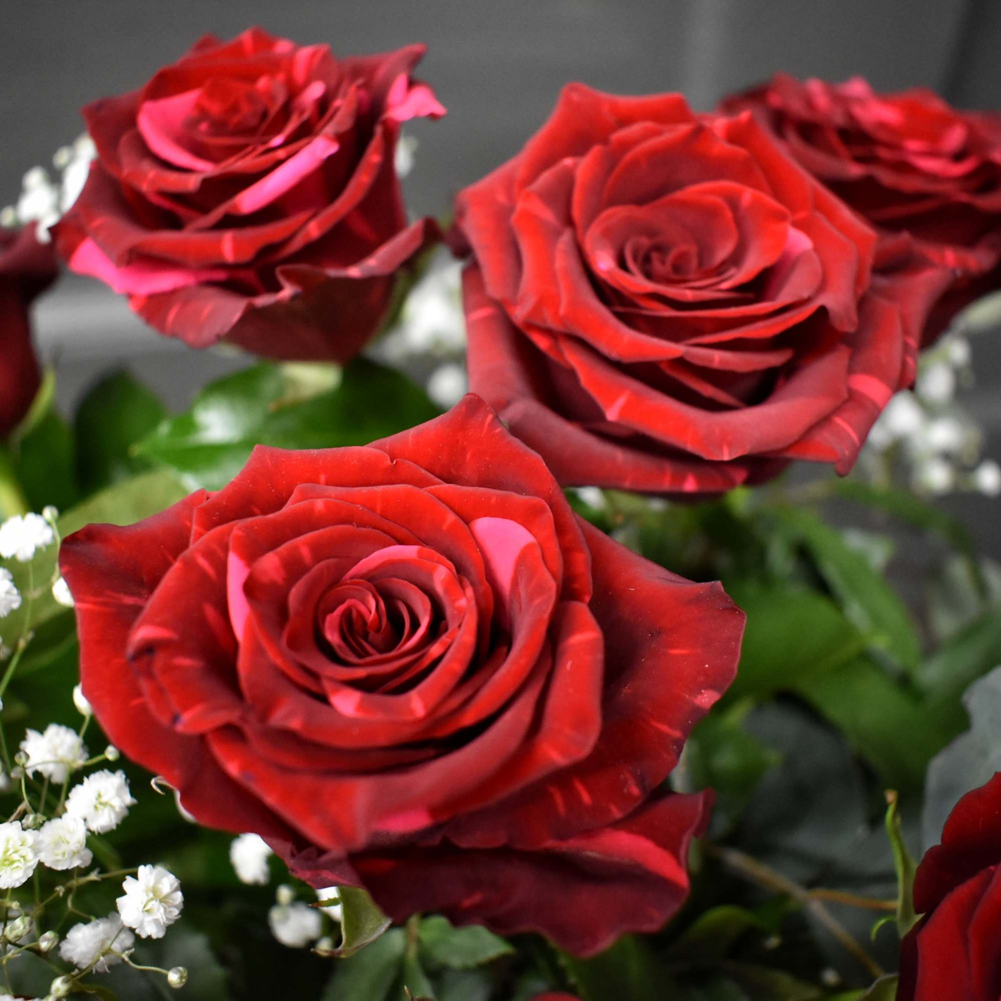 This fun, newer variety of rose called Red Panther is available for