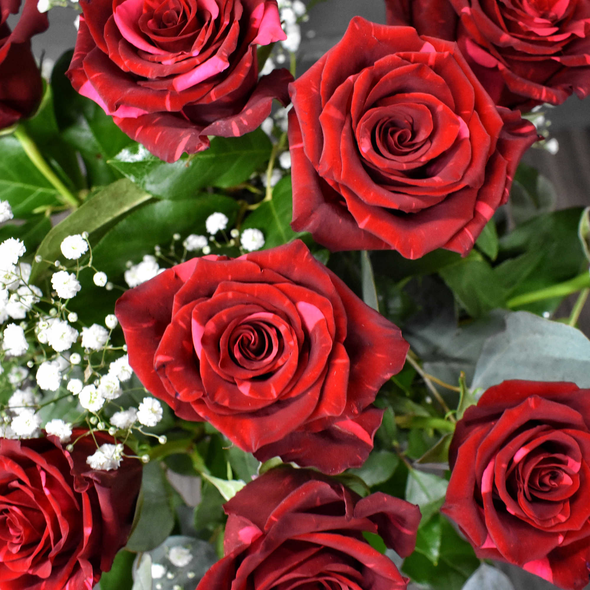 This fun, newer variety of rose called Red Panther is available for
