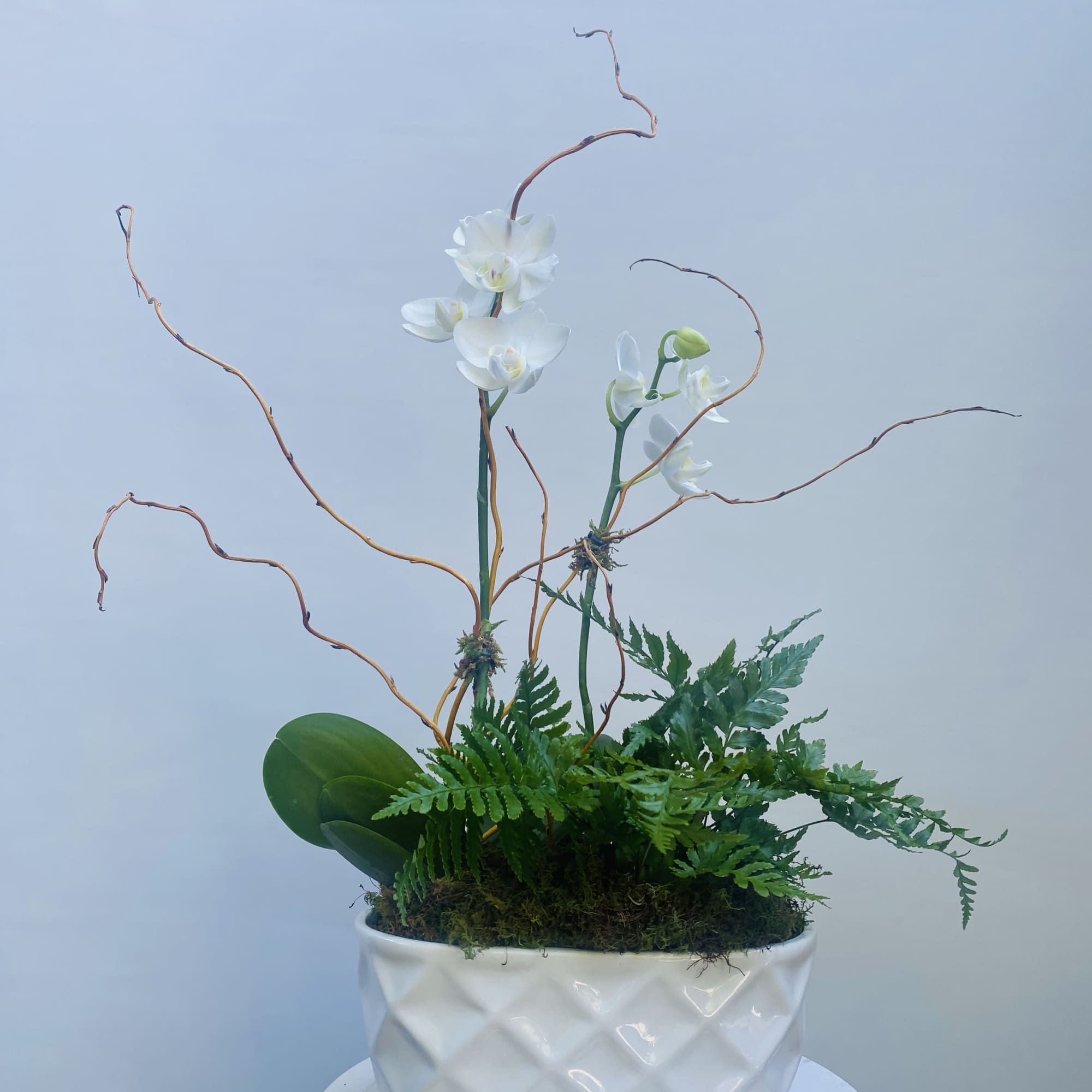 Twice the Elegance for Orchid Enthusiasts
Discover the exquisite "Mini Orchid Duo," the