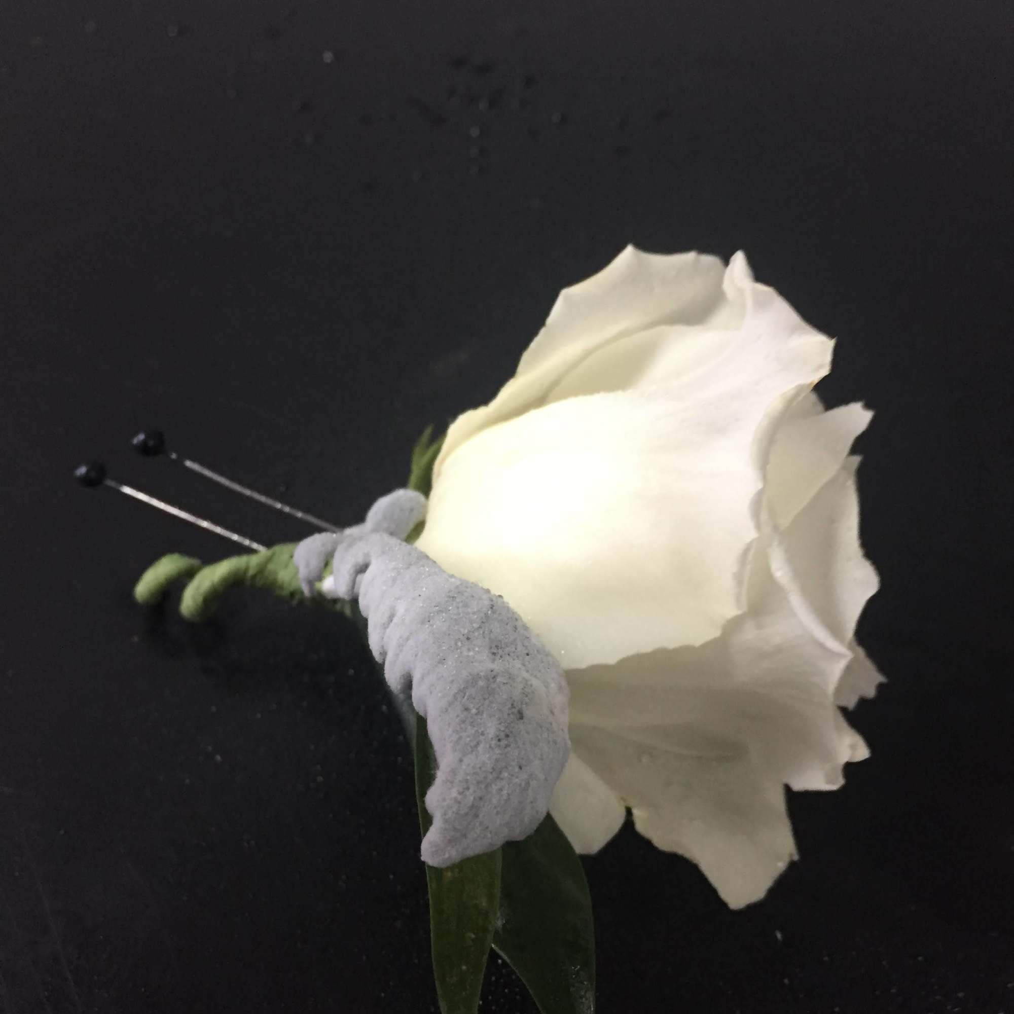 White rose boutonniere with a gray ribbon wrap and pins on a black background