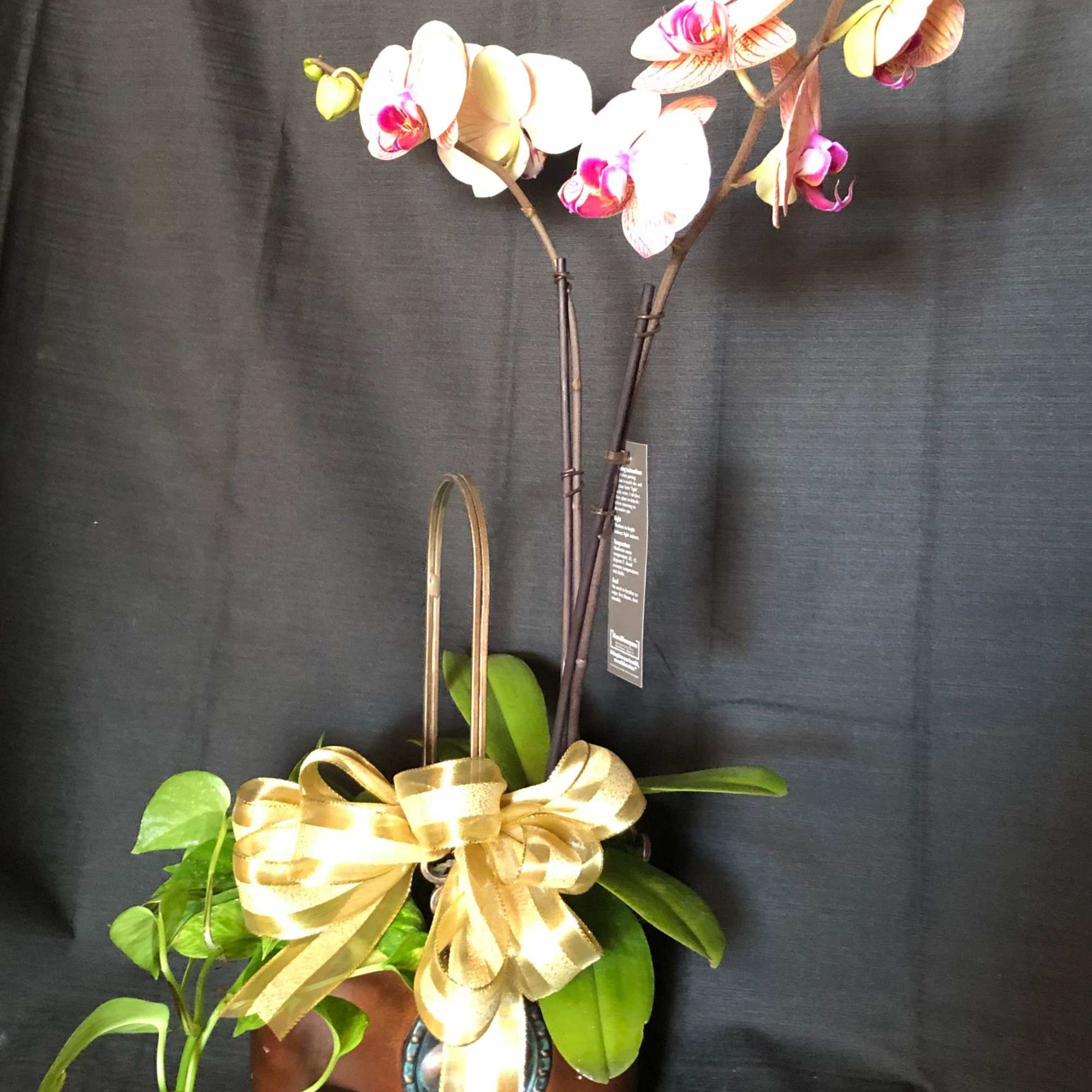 Potted orchid arrangement with a gold ribbon bow