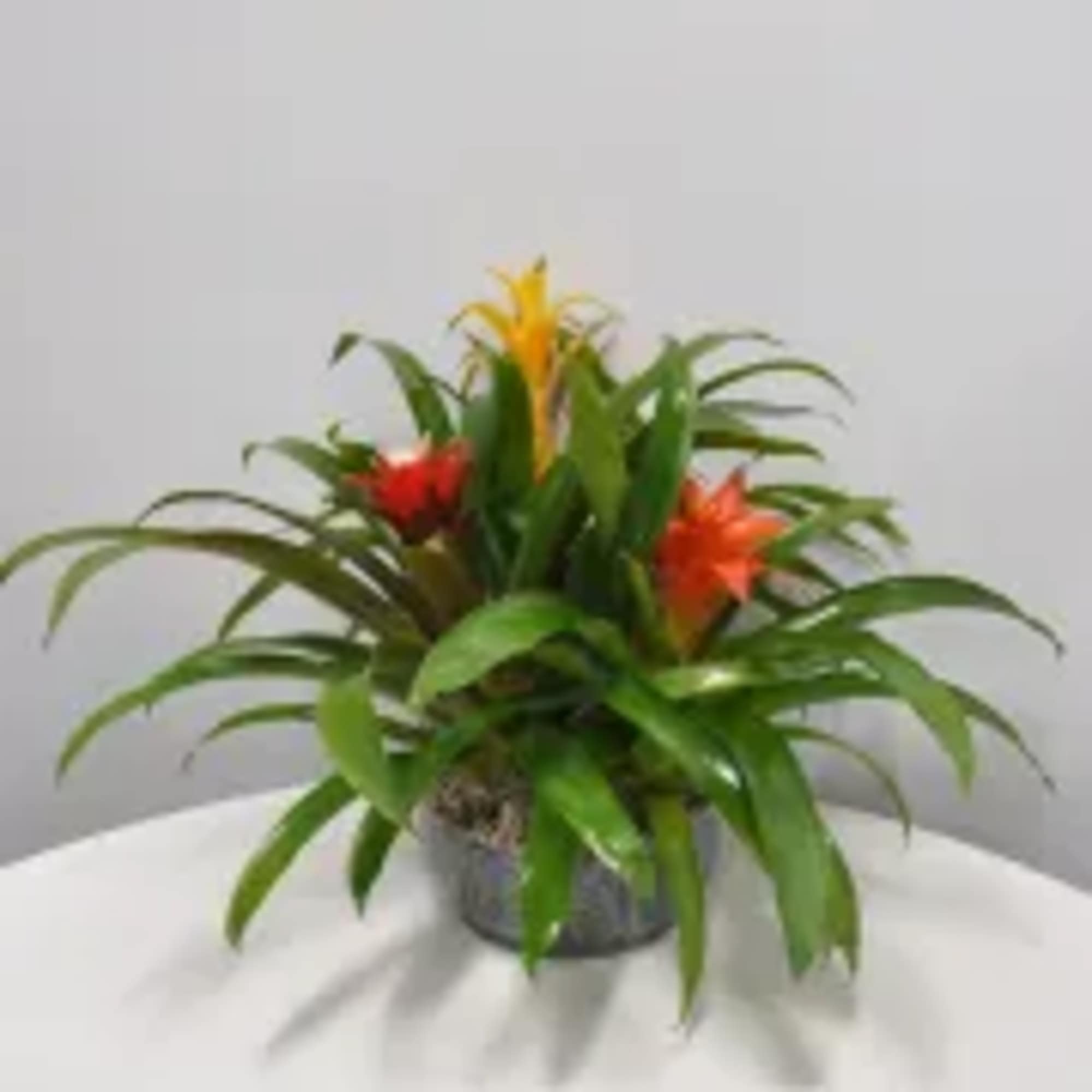 Experience the vibrant beauty of these long-lasting tropical plants, perfect for enhancing