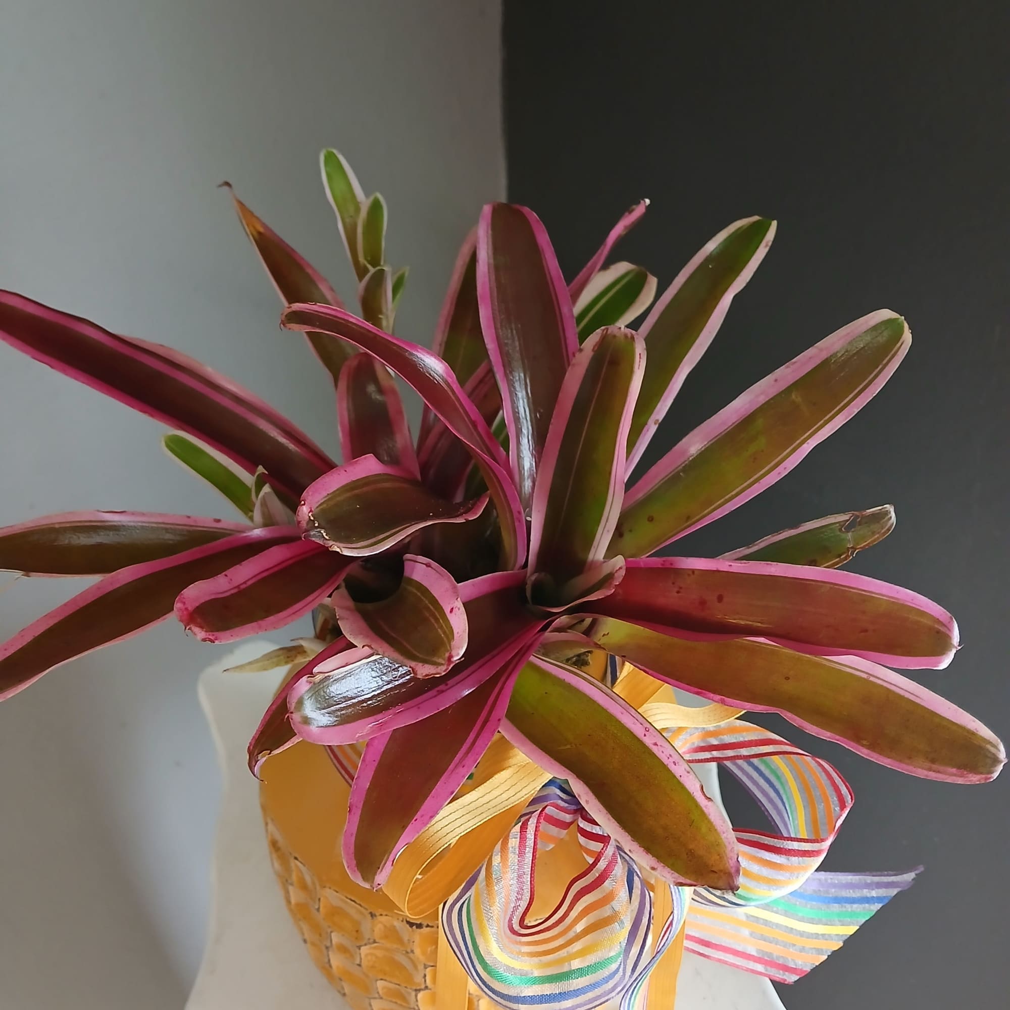 Hot pink Cryptanthus in yellow textured ceramic pot
