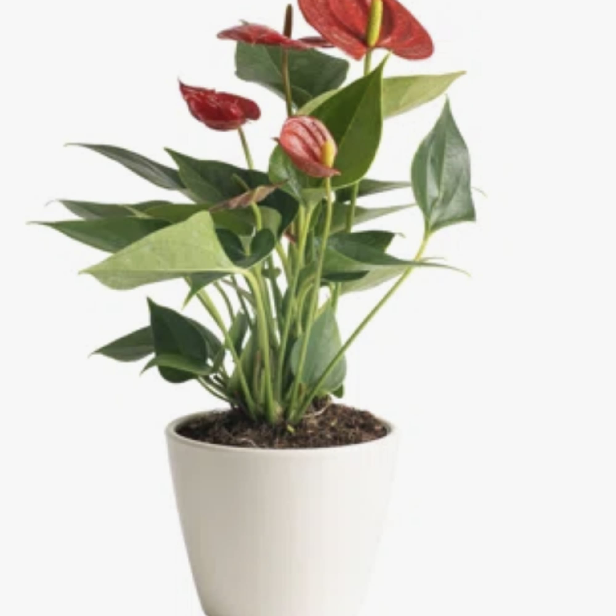 Potted plant with red tropical blooms in a white container