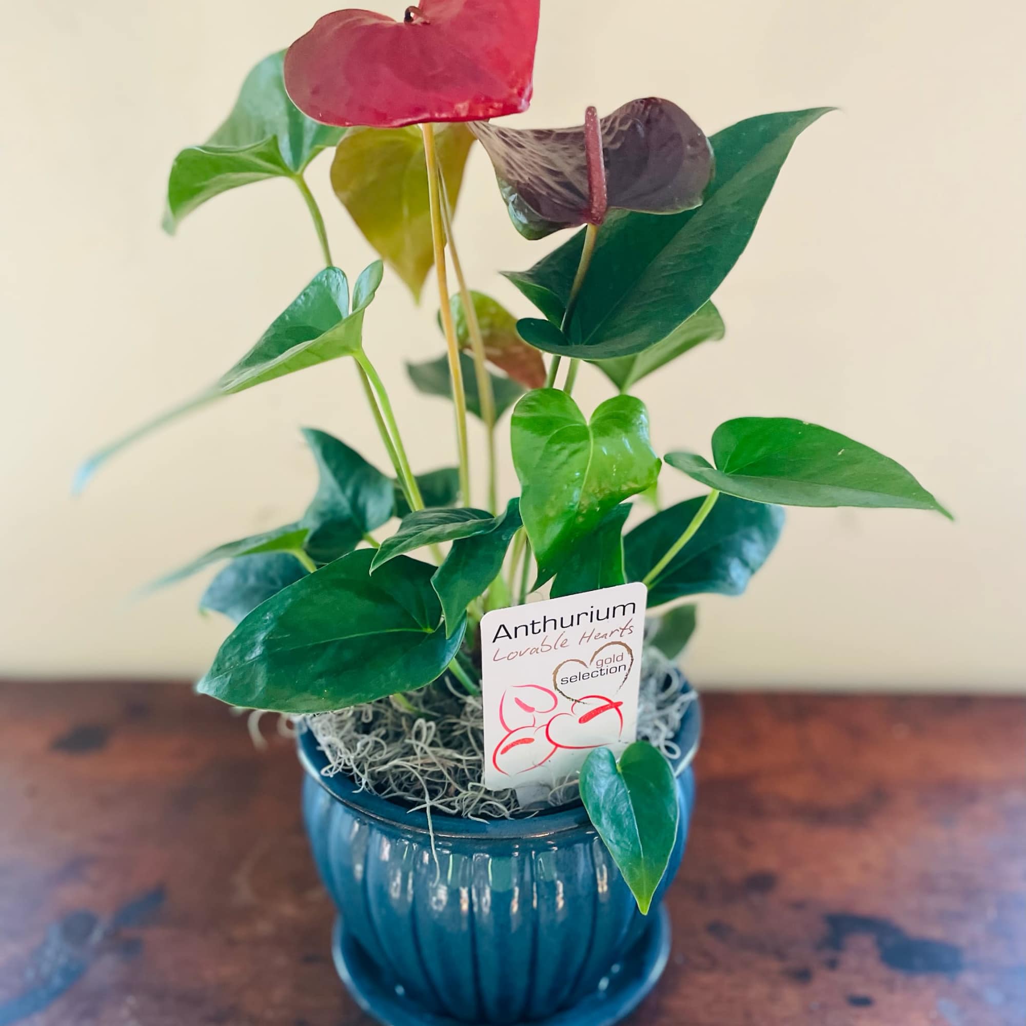 Anthurium plant with red heart-shaped blooms in a blue ceramic pot on a wooden surface